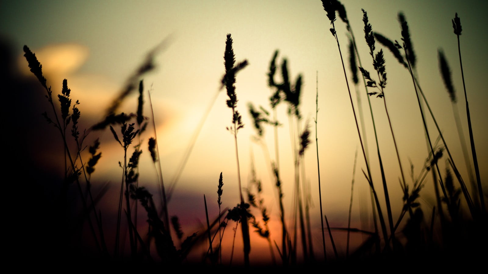 nature, no people, landscape, summer, photo, beauty in nature, land, close-up, crop, sunset, silhouette, outdoors, grass, tranquility, 720P, field, tranquil scene, HD Wallpaper