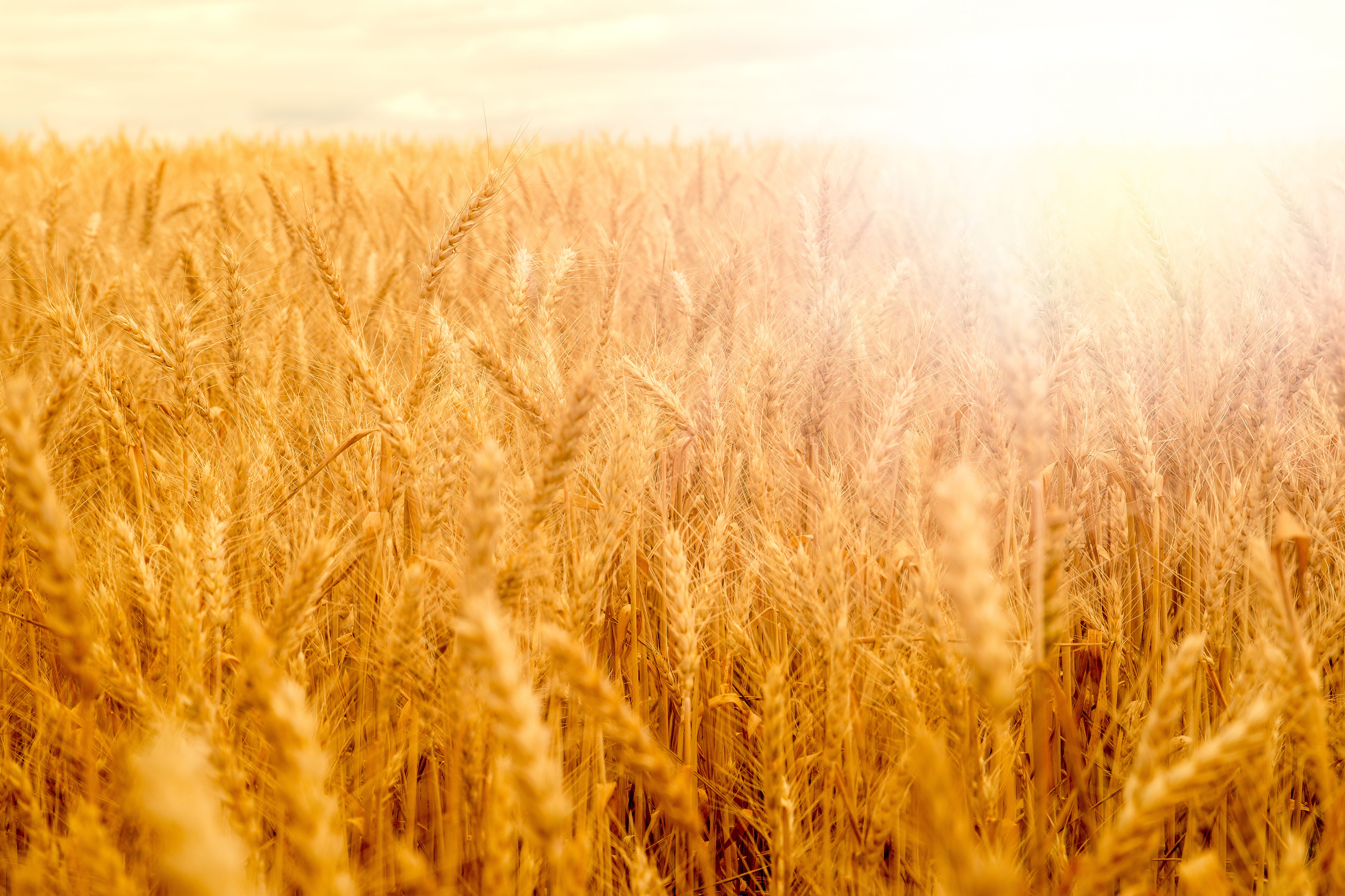 environment, wheat, nature, sky, rural scene, outdoors, farm, beauty in nature, golden, sun, oat - crop, backgrounds, tranquility, bright, no people, cereal plant, HD Wallpaper