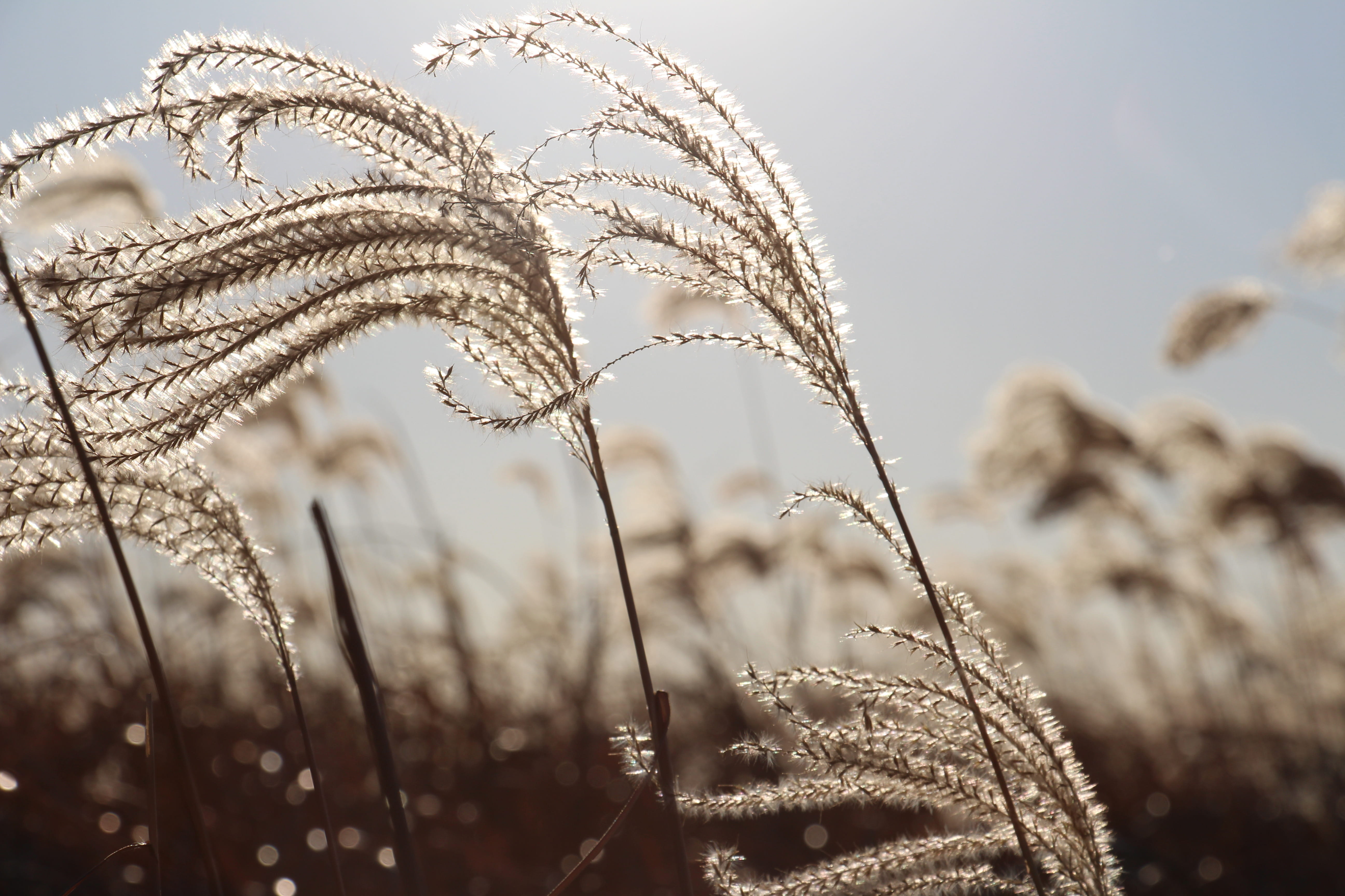 focus on foreground, food, land, leek, vegetable, growth, field, close-up, plant, vegetation, day, plant stem, no people, sky, dry, bread loaf, french loaf, HD Wallpaper