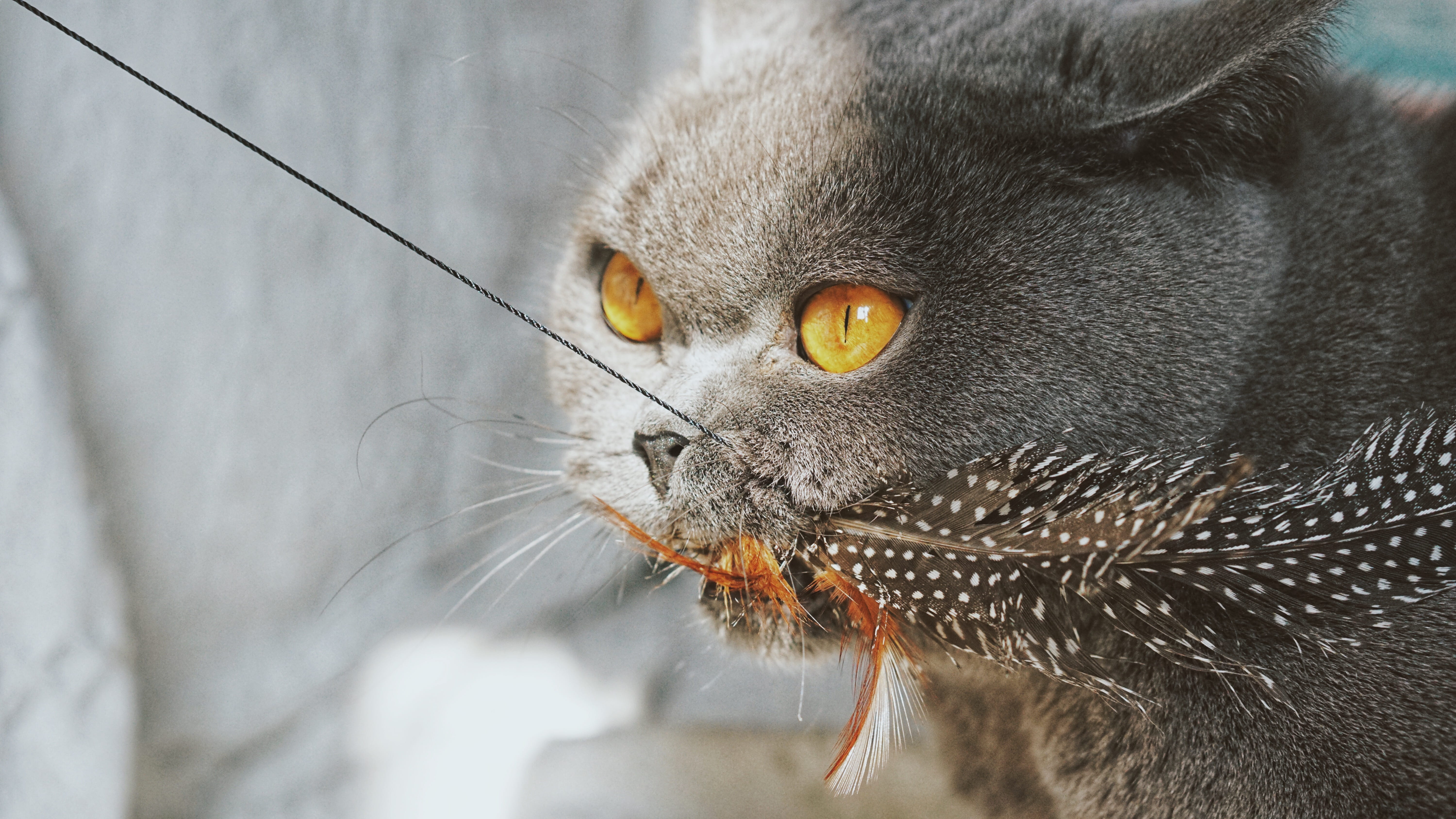 photography, feather, white, tabby, black, one animal, animal head, yellow eyes, animal eye, plant, produce, domestic animals, portrait, aquatic, domestic, HD Wallpaper