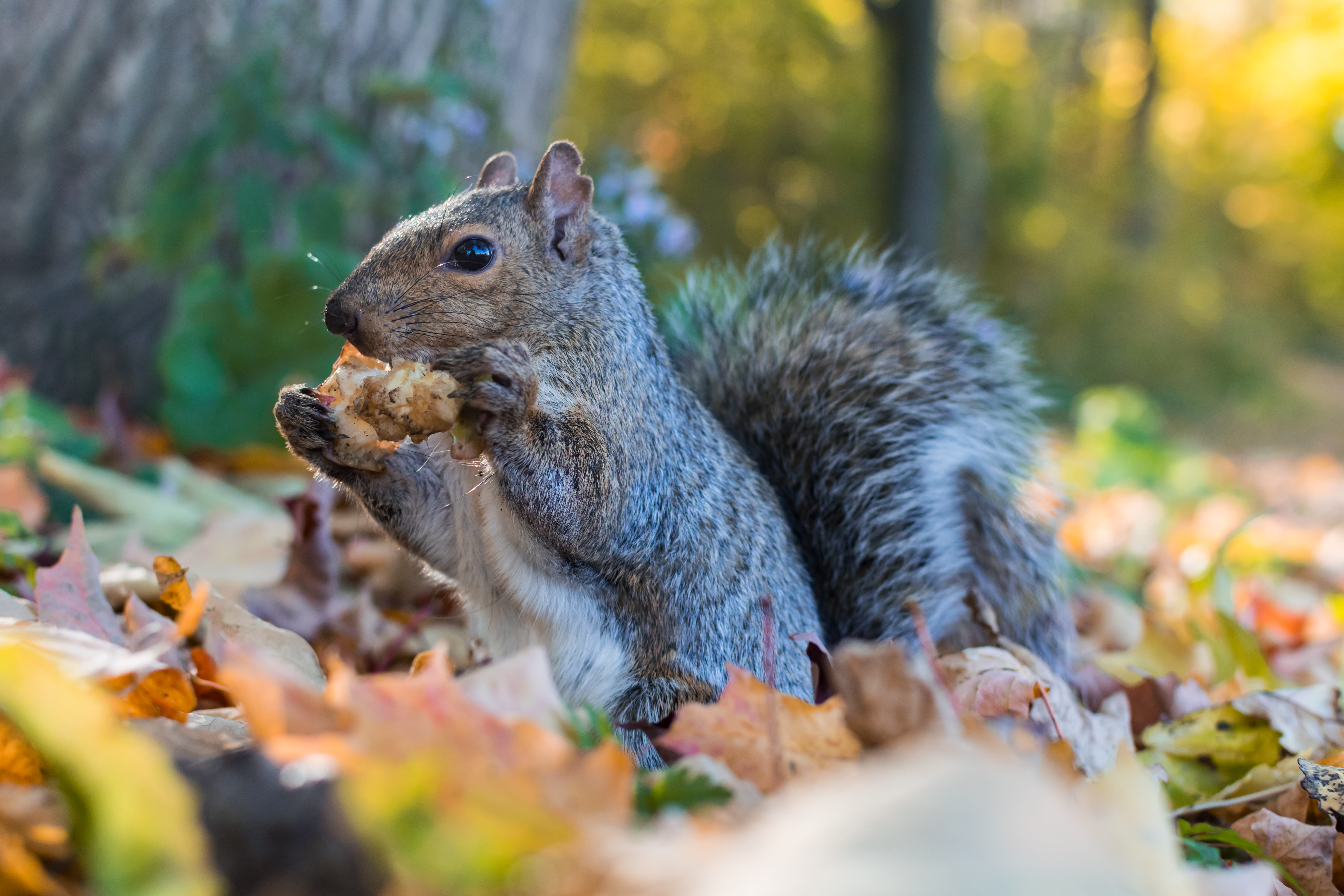 autumn, one animal, face, food, plant part, squirrel, rat, kid, animal wildlife, animal, day, seed, leaves, rock, nature, child, animal themes, close-up, HD Wallpaper