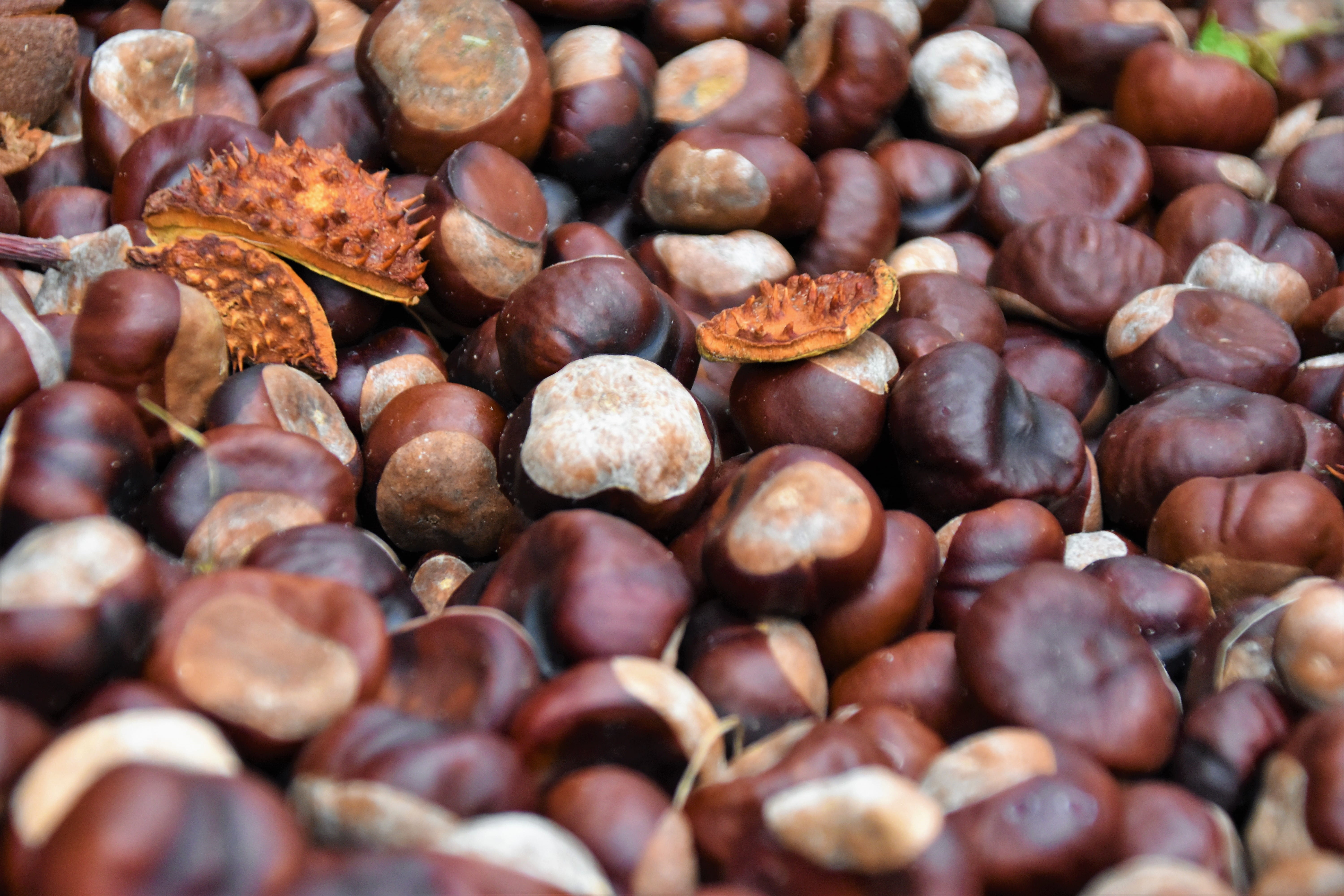 brown, still life, germany, no people, pattern, fruits, day, freshness, food and drink, chestnut, autumn, 5K, grain, chestnut - food, heidkoppelweg 3a, HD Wallpaper