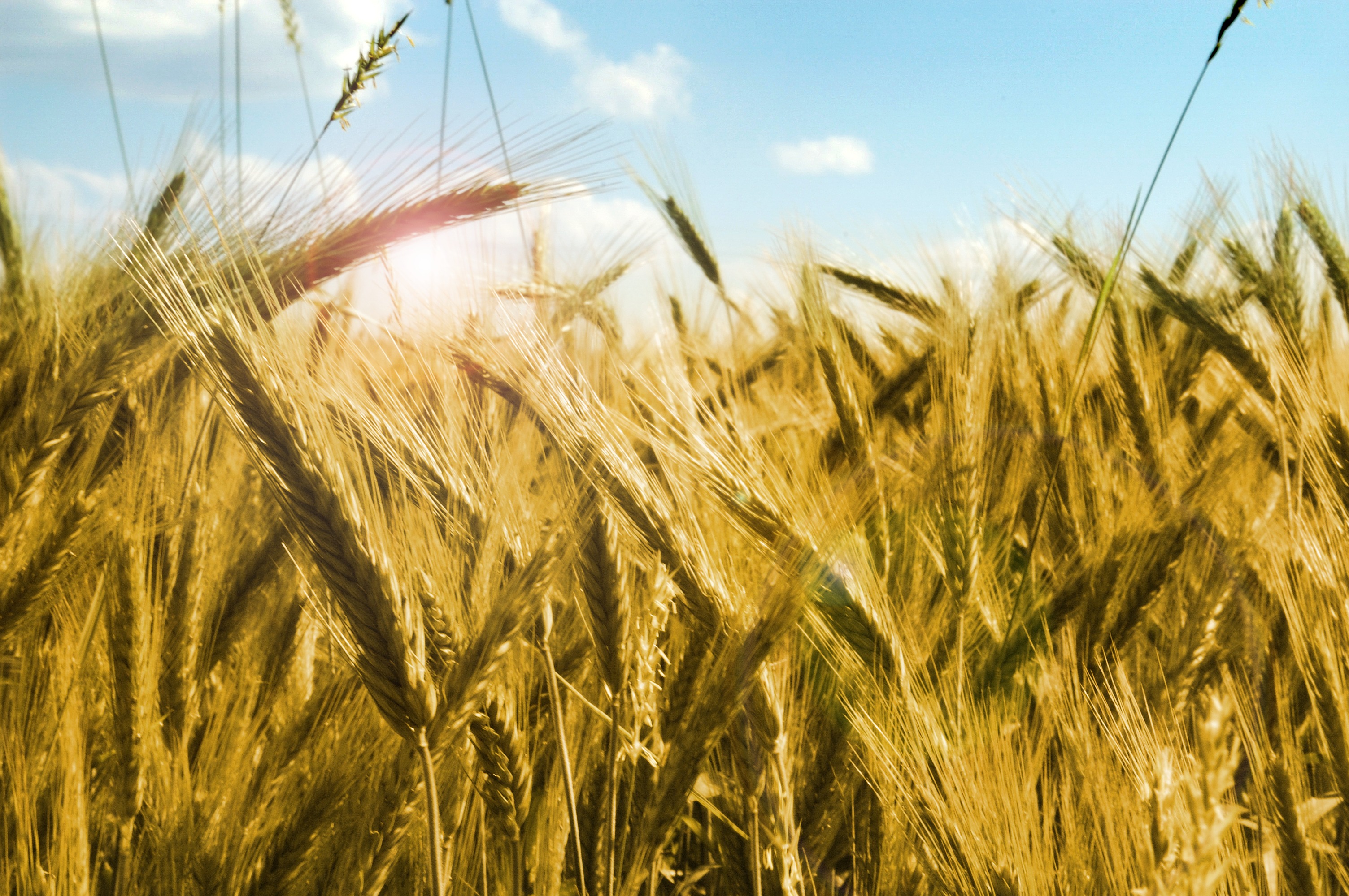 plant, ripe, environment, yellow, corn, fields, agriculture, farmer, grains, farm, no people, photo, sunlight, dried, nature, village, clouds, beauty in nature, HD Wallpaper