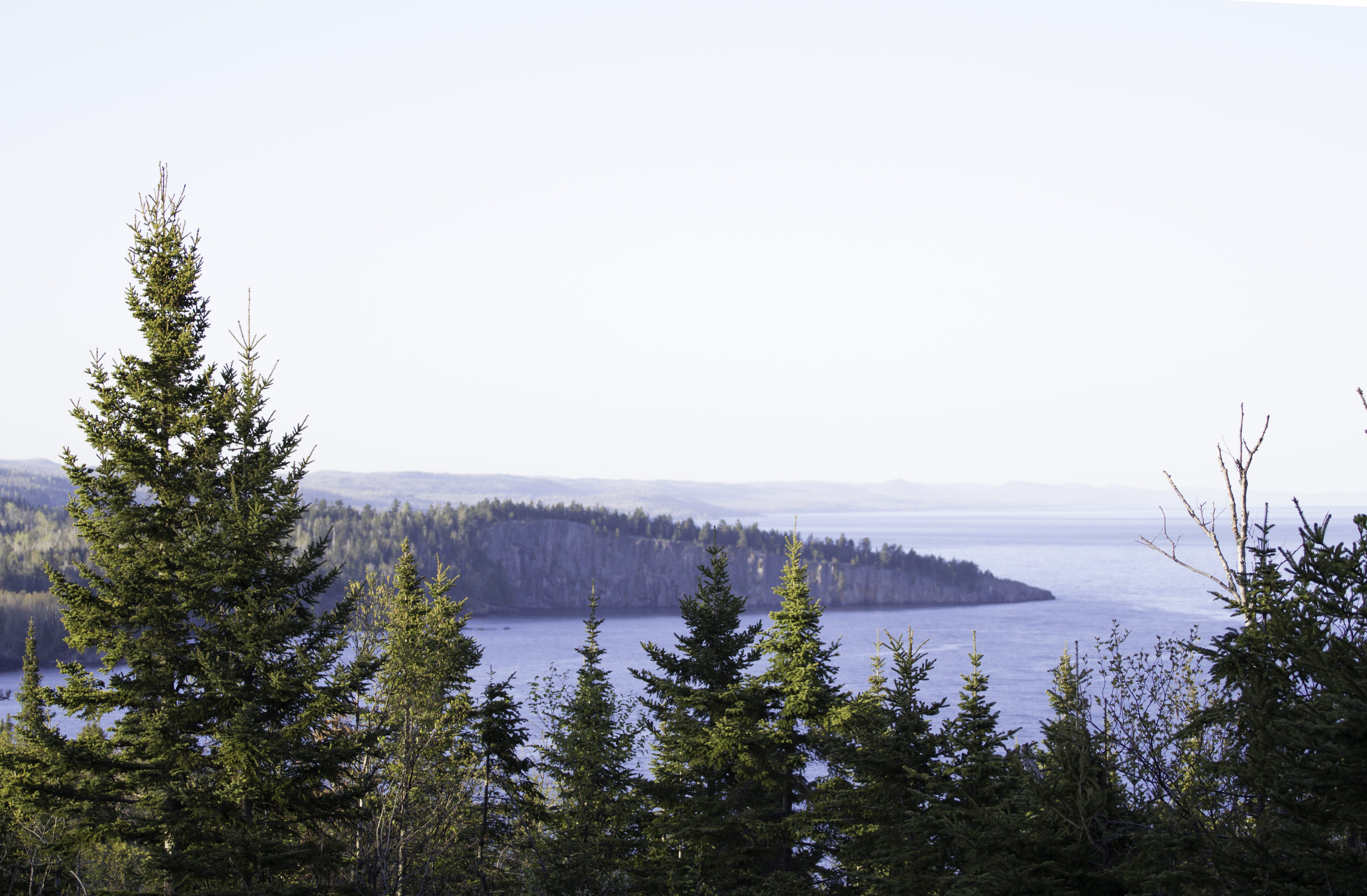 tranquility, idyllic, beauty in nature, clear sky, trees, forests, pine tree, forest, sky, coast, day, united states, 5K, nature, coasts, palisade head, HD Wallpaper