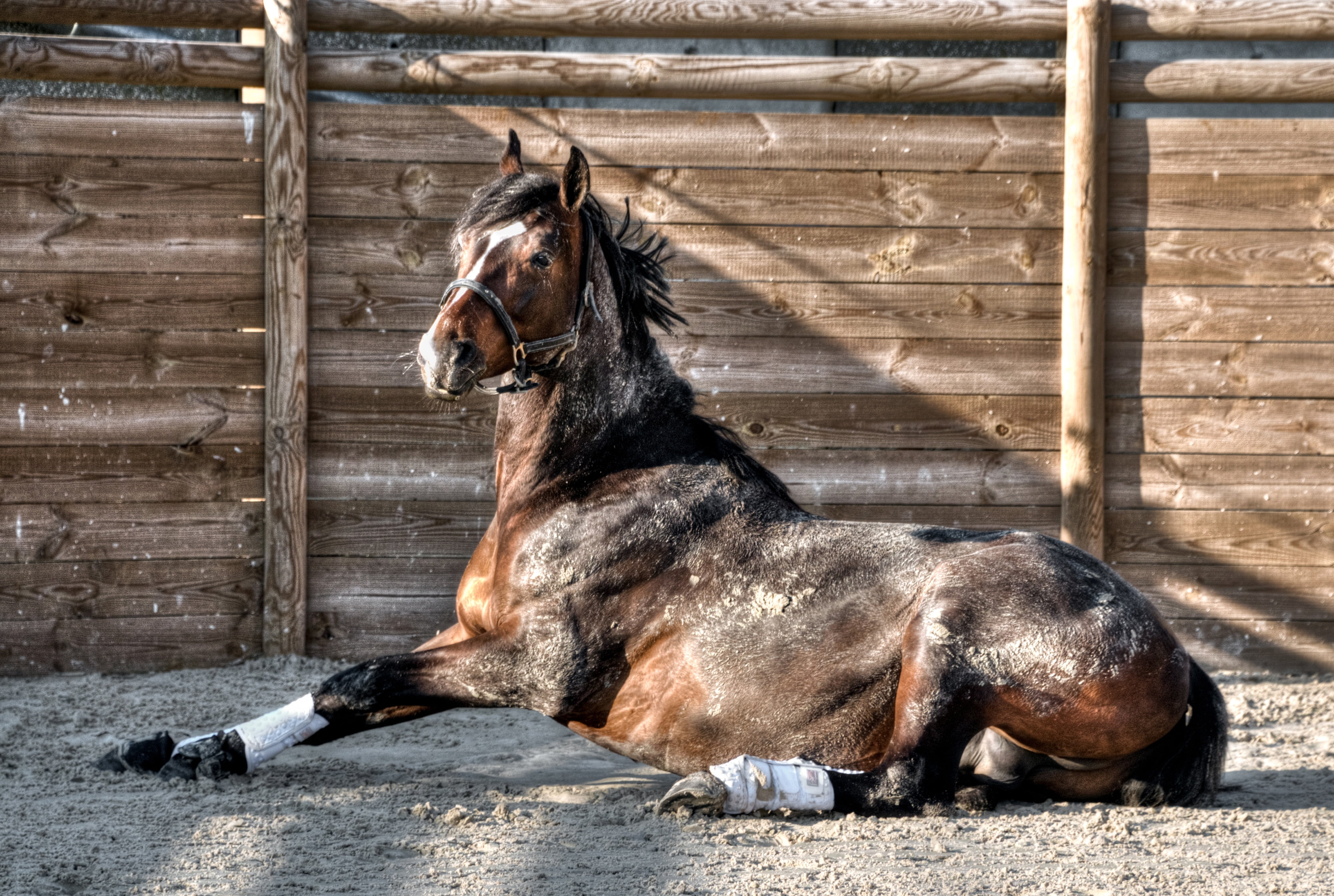 wood - material, relaxation, horse, black, day, lying, animal themes, outdoors, animal, domestic, nature, palisade, 4K, no people, one animal, sun, domestic animals, HD Wallpaper