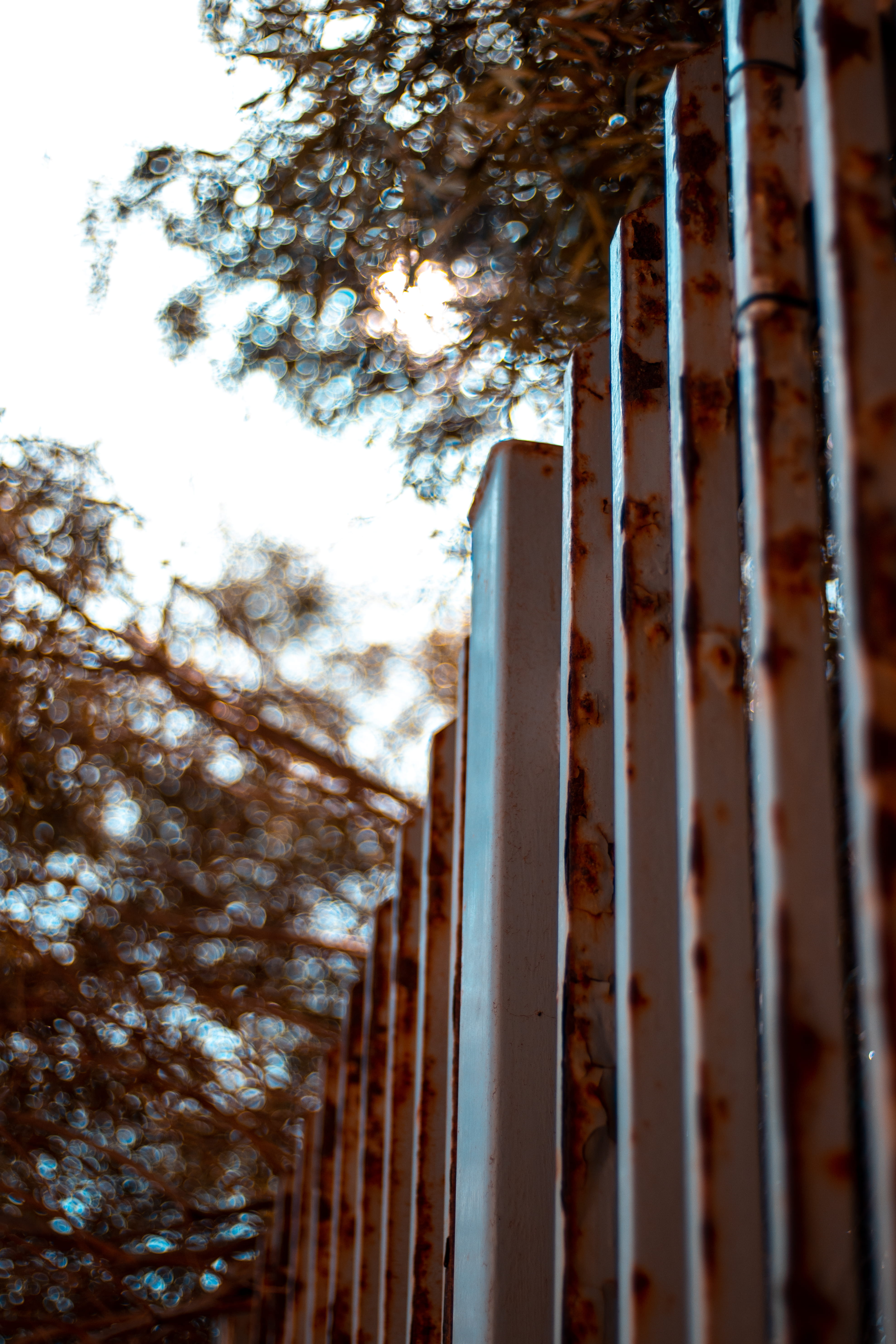 nature, arrecife, metal, architecture, growth, no people, weathered, selective focus, security, day, built structure, spain, tree, bamboo - plant, outdoors, Phone HD Wallpaper