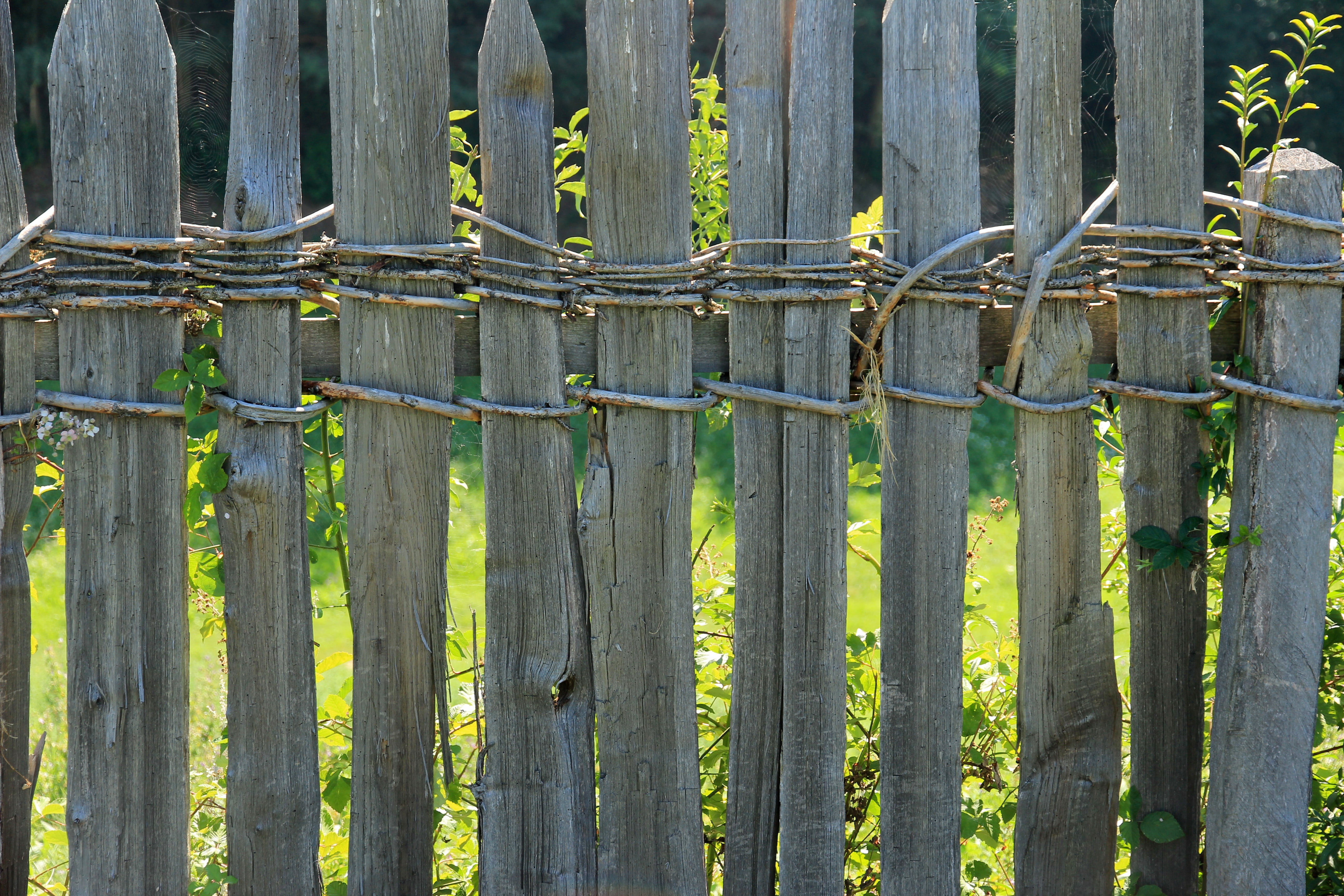 safety, outdoors, growth, green color, bamboo - plant, bamboo, palisade, barrier, boards, sunlight, weathered, land, protection, no people, security, garden fence, HD Wallpaper