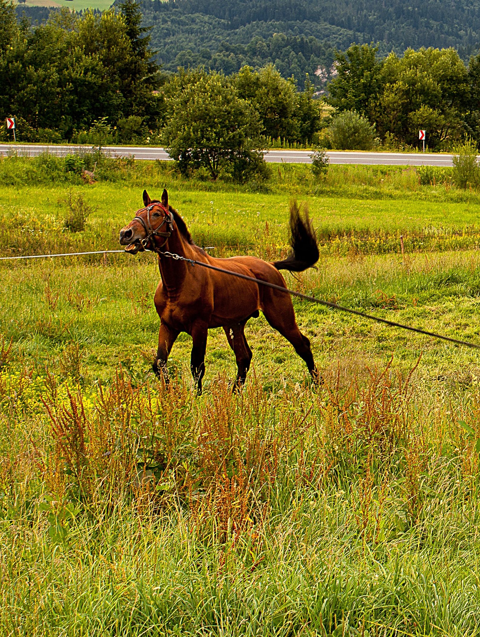 traffic, juicy, growth, the horse, horse, tail, day, lonely, vegetation, mammal, green color, 1080P, brown, field, plant, bay, meadow, land, summer, lasso, Phone HD Wallpaper