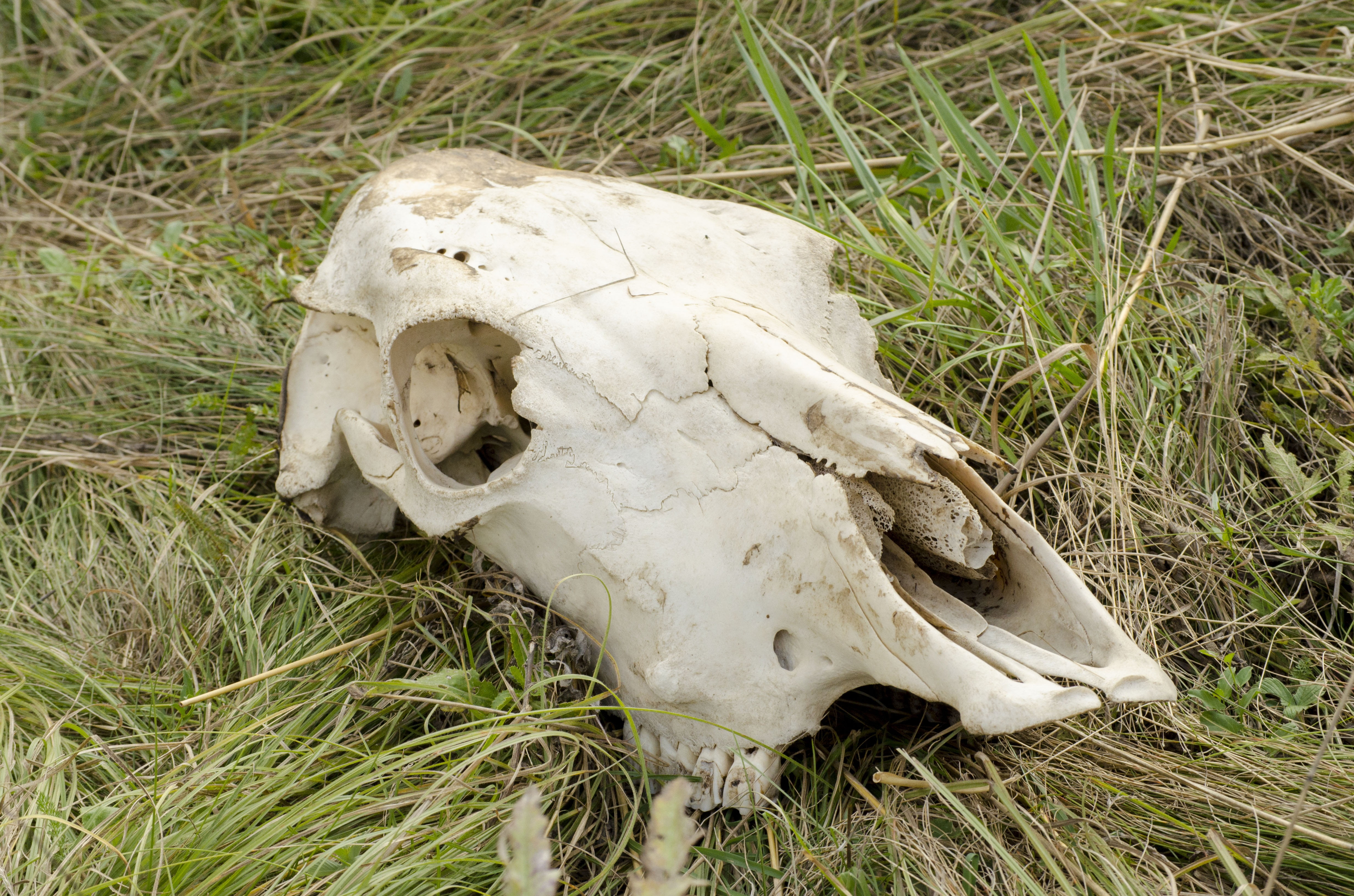 plant, land, animal bone, grass, animal, animal skull, skull, body part, field, animal skeleton, white color, dead animal, cow, herbivorous, 4K, bone, HD Wallpaper