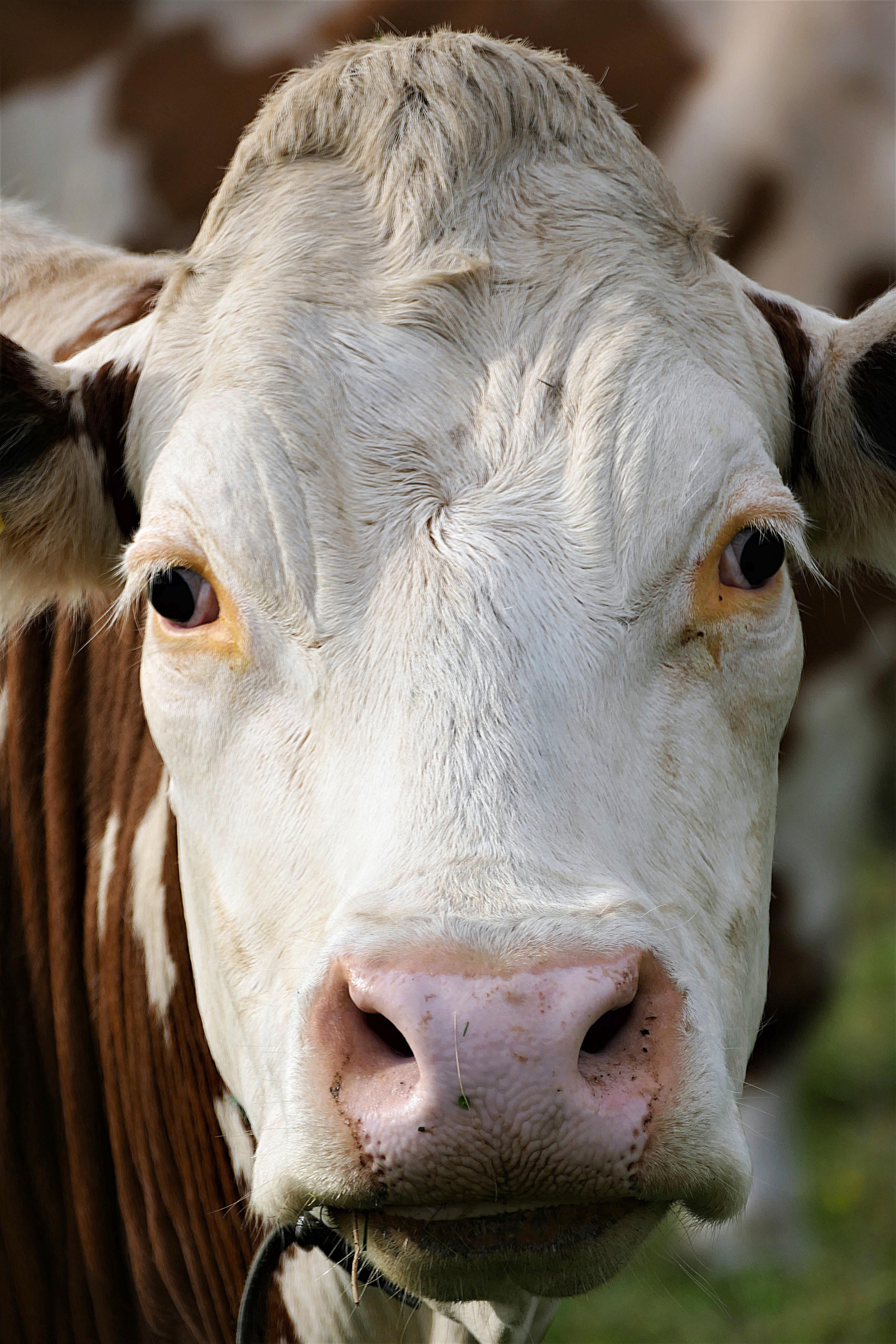 mammal, animal mouth, white, domestic animals, 5K, one animal, brown, beef, vertebrate, domestic cattle, closeup, close-up, animal body part, animal head, Phone HD Wallpaper