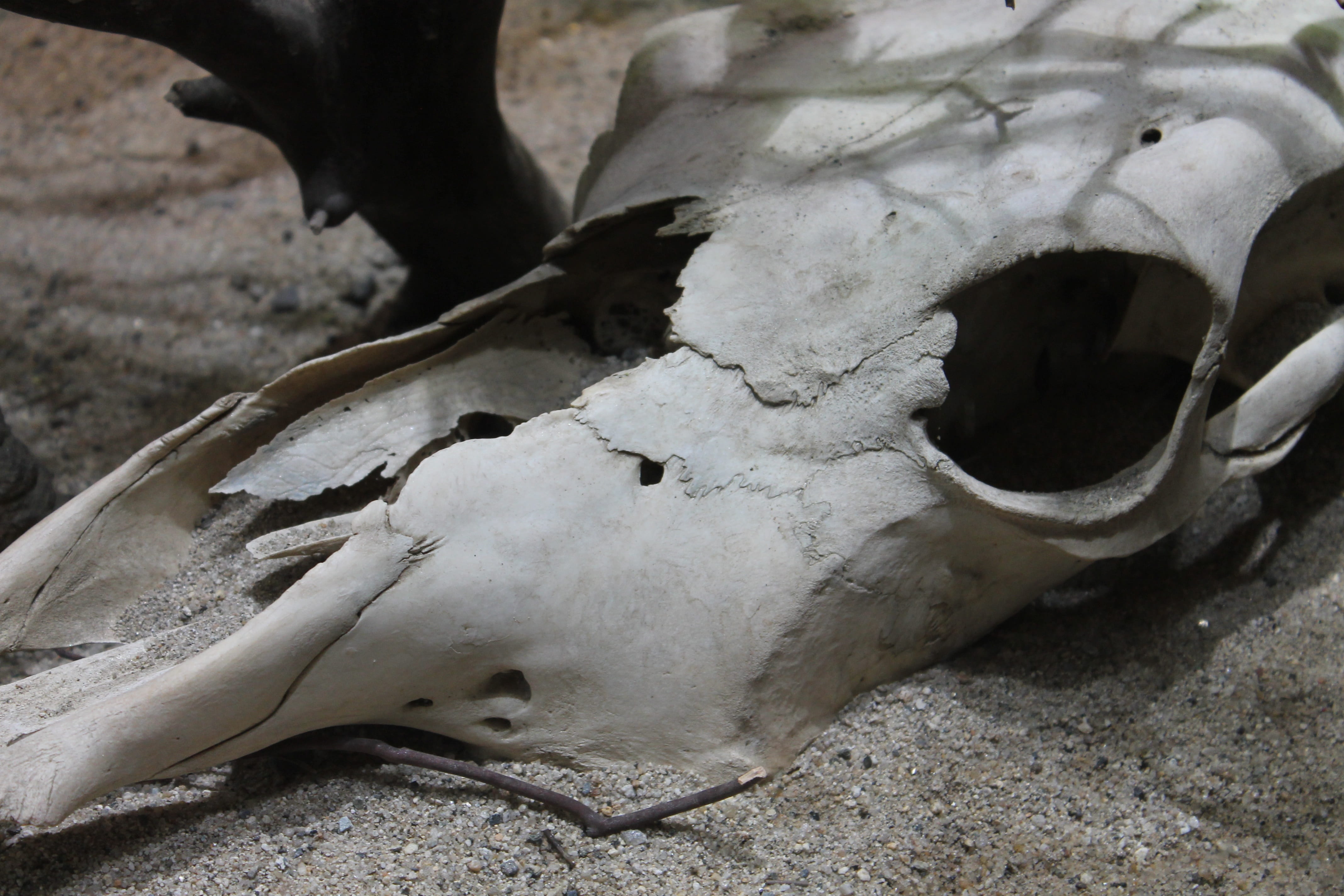 no people, animal head, high angle view, Nature, one animal, destruction, body part, day, 4K, Skull, animal skull, Dead, skeleton, Bone, land, animal themes, HD Wallpaper