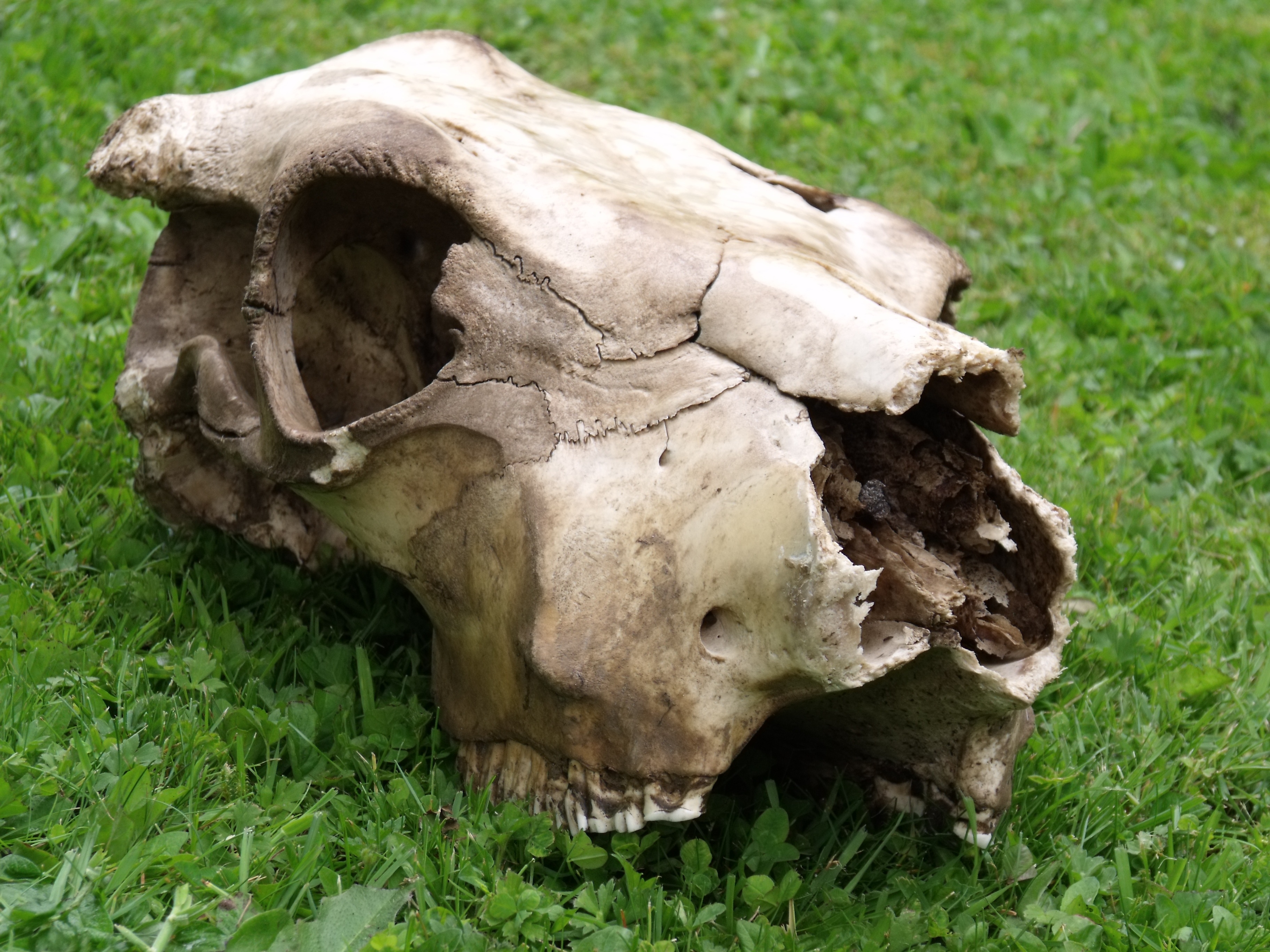 livestock, animal wildlife, close-up, animal body part, cow, animal skull, herbivorous, day, plant, animal themes, field, one animal, grass, bone, no people, HD Wallpaper