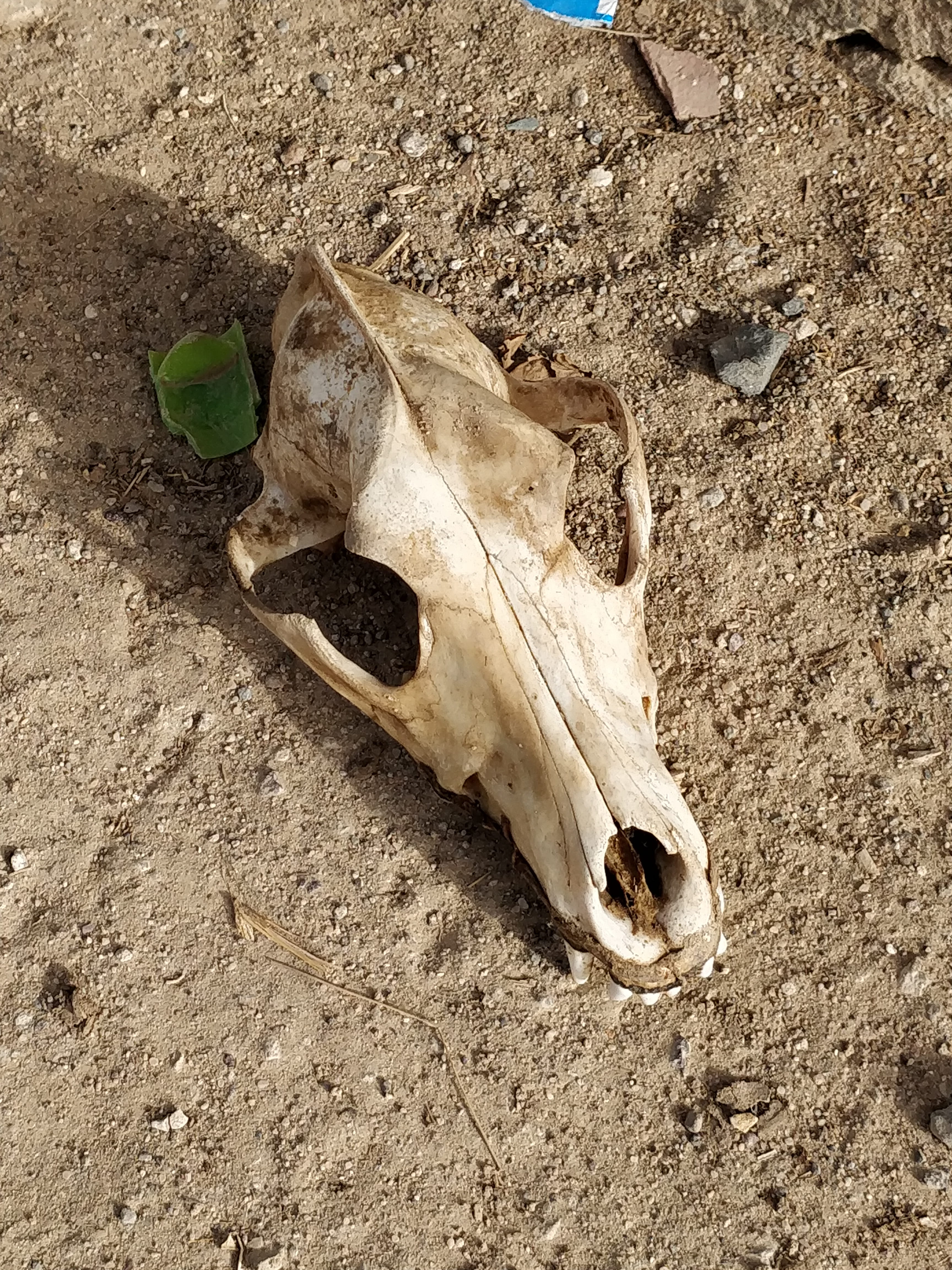 no people, desert, animal head, nature, skull, bones, close-up, animal skeleton, outdoors, field, dark, animal themes, cow, animal skull, gj sh 91, land, Phone HD Wallpaper