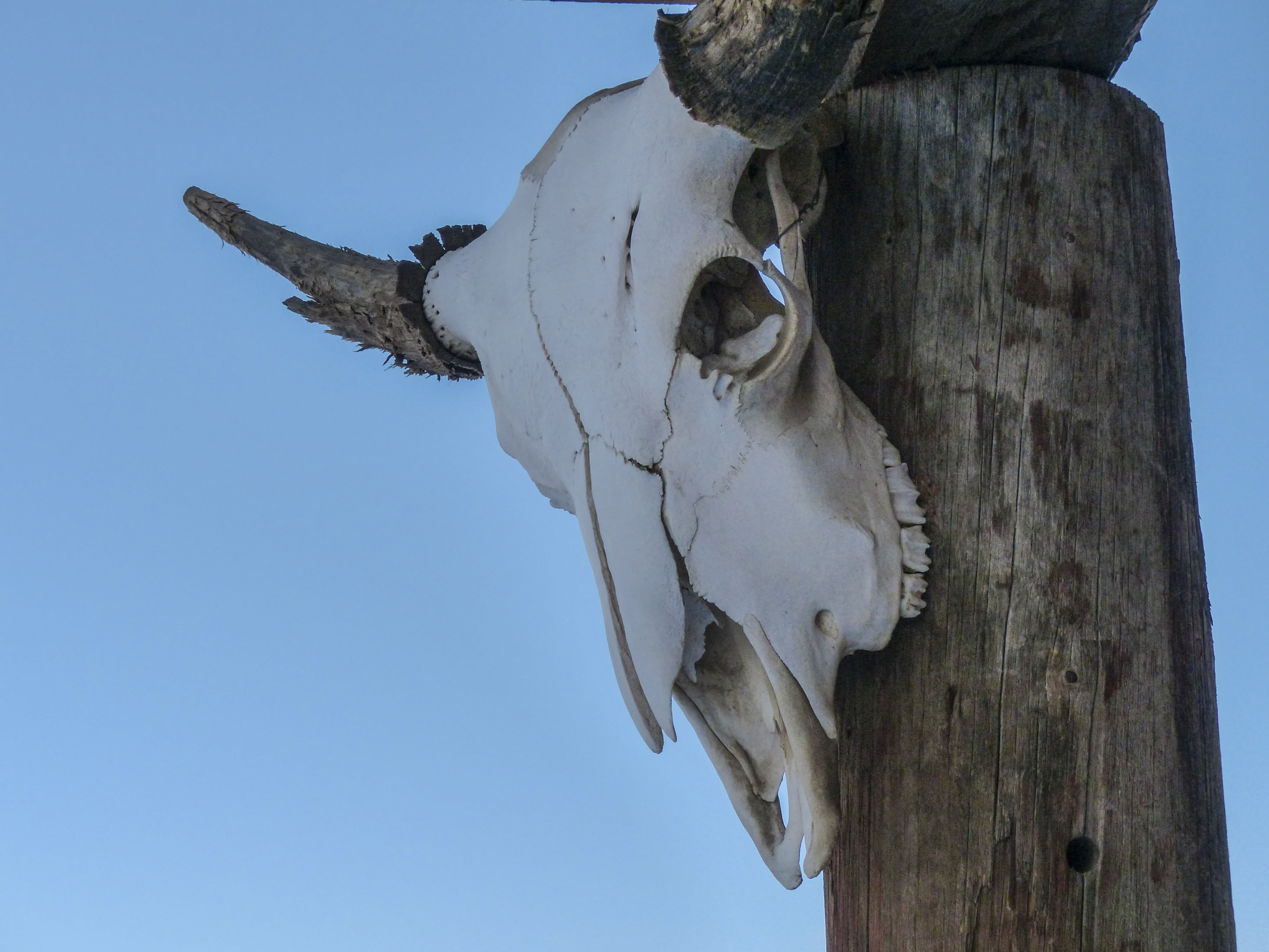 antique, wooden, no people, countryside, deadman, one animal, hanging, representation, blue, ghost town, wild west, heritage, sculpture, trophy, wooden post, HD Wallpaper