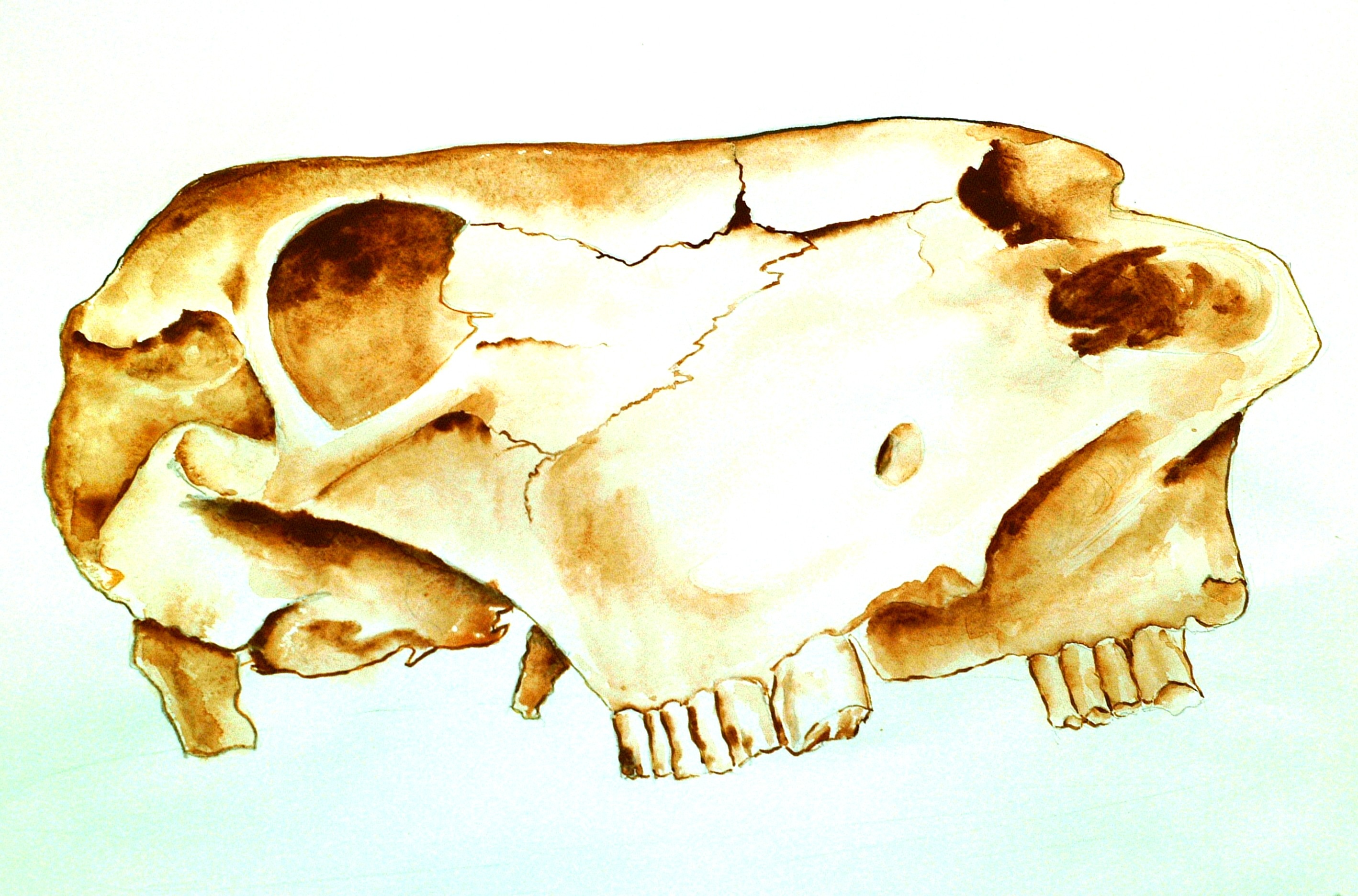high angle view, atelier school, animal bone, snack, single object, white background, bone, shape, cow skull, freshness, animal skull, still life, animal skeleton, HD Wallpaper