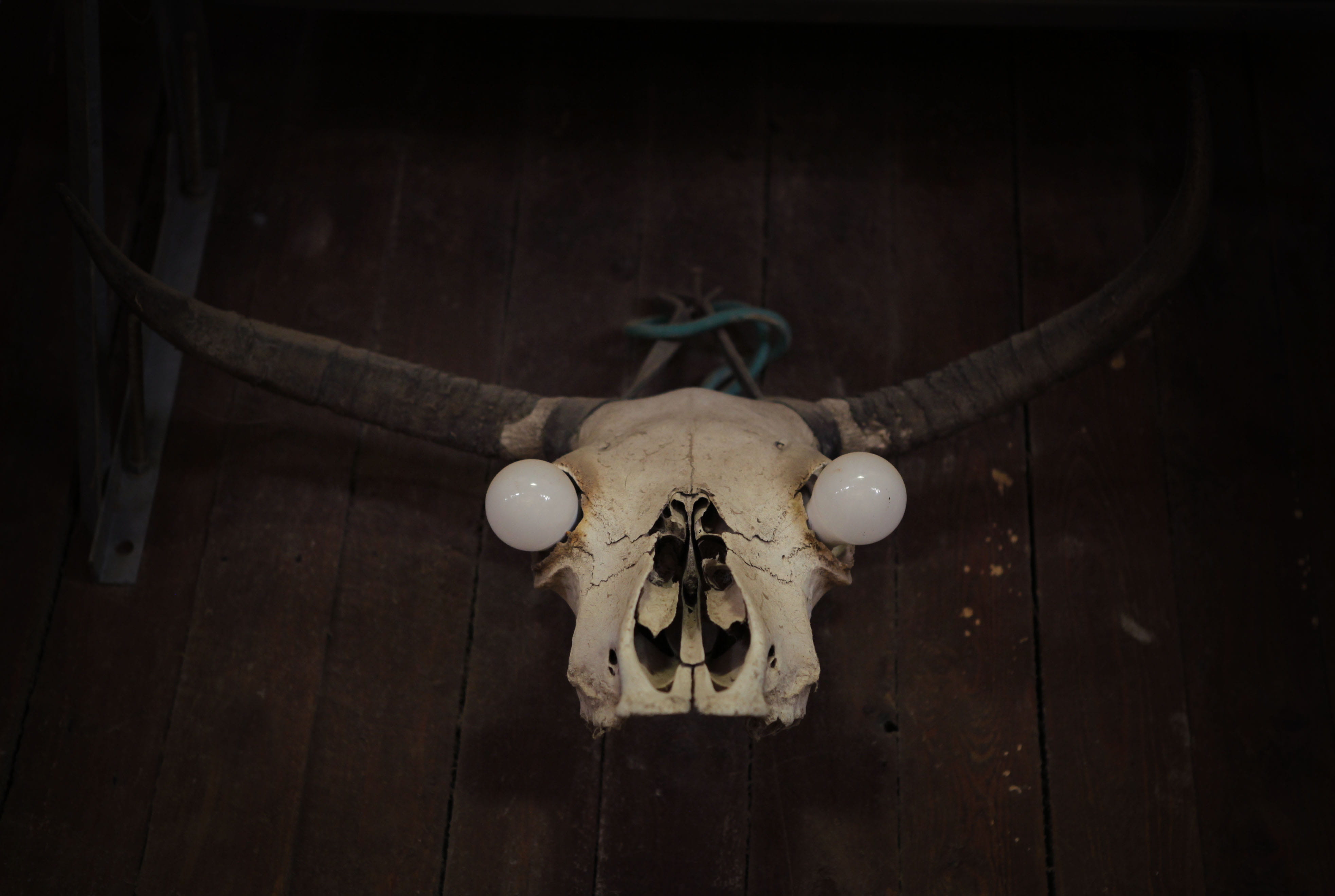 table, animal, no people, ceiling, directly above, israel, hanging, wall - building feature, focus on foreground, death, cowboy, light, decoration, americana, HD Wallpaper
