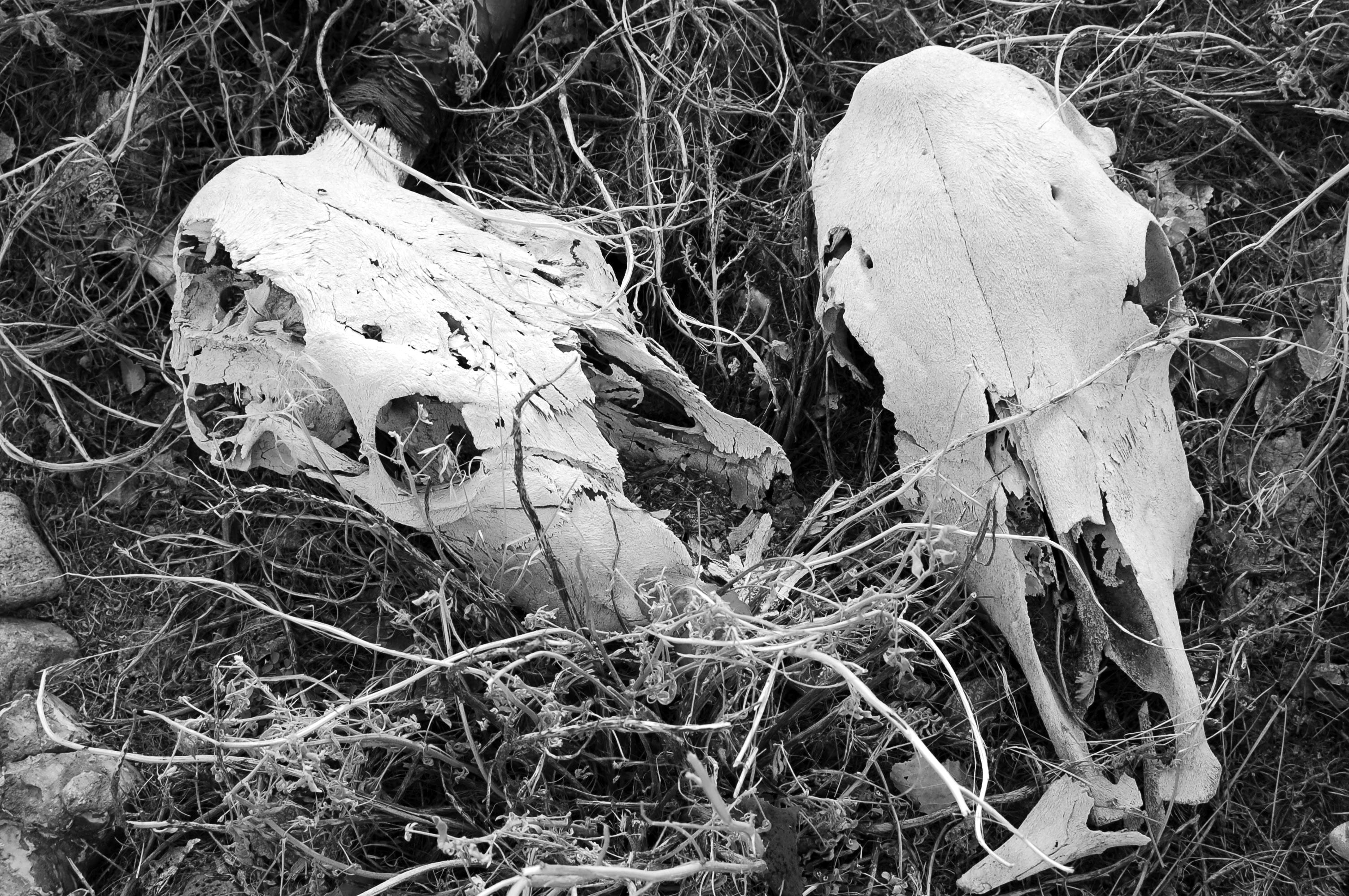grass, animal bone, skulls, animal themes, b and w, cow, pioneertown, mojave desert, animal skull, day, close-up, high angle view, animal, united states, HD Wallpaper
