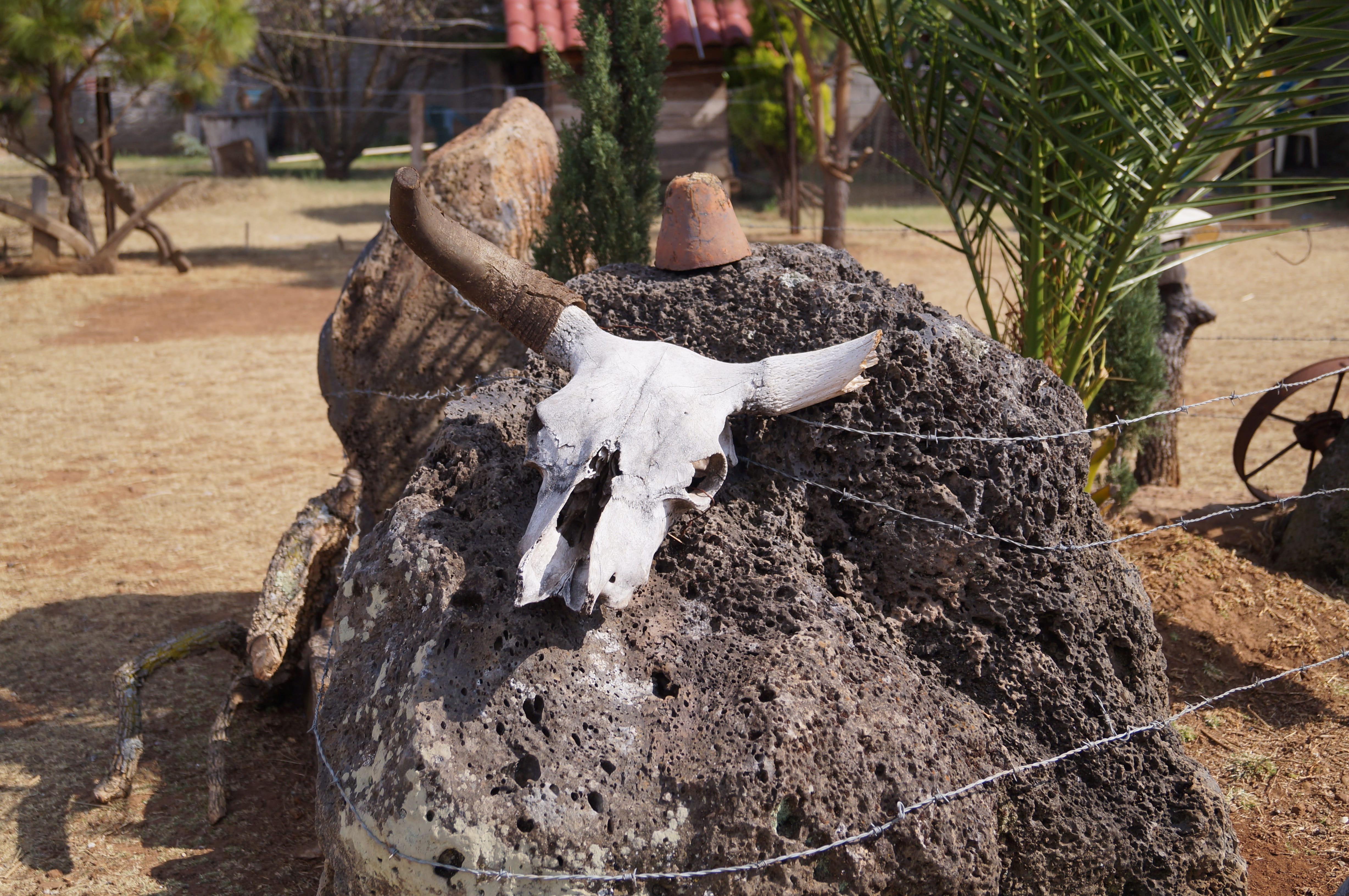 close-up, day, cow skull, animal bone, plant, tree, trunk, bone, 4K, no people, livestock, nature, land, field, sunlight, wood - material, old west, outdoors, HD Wallpaper