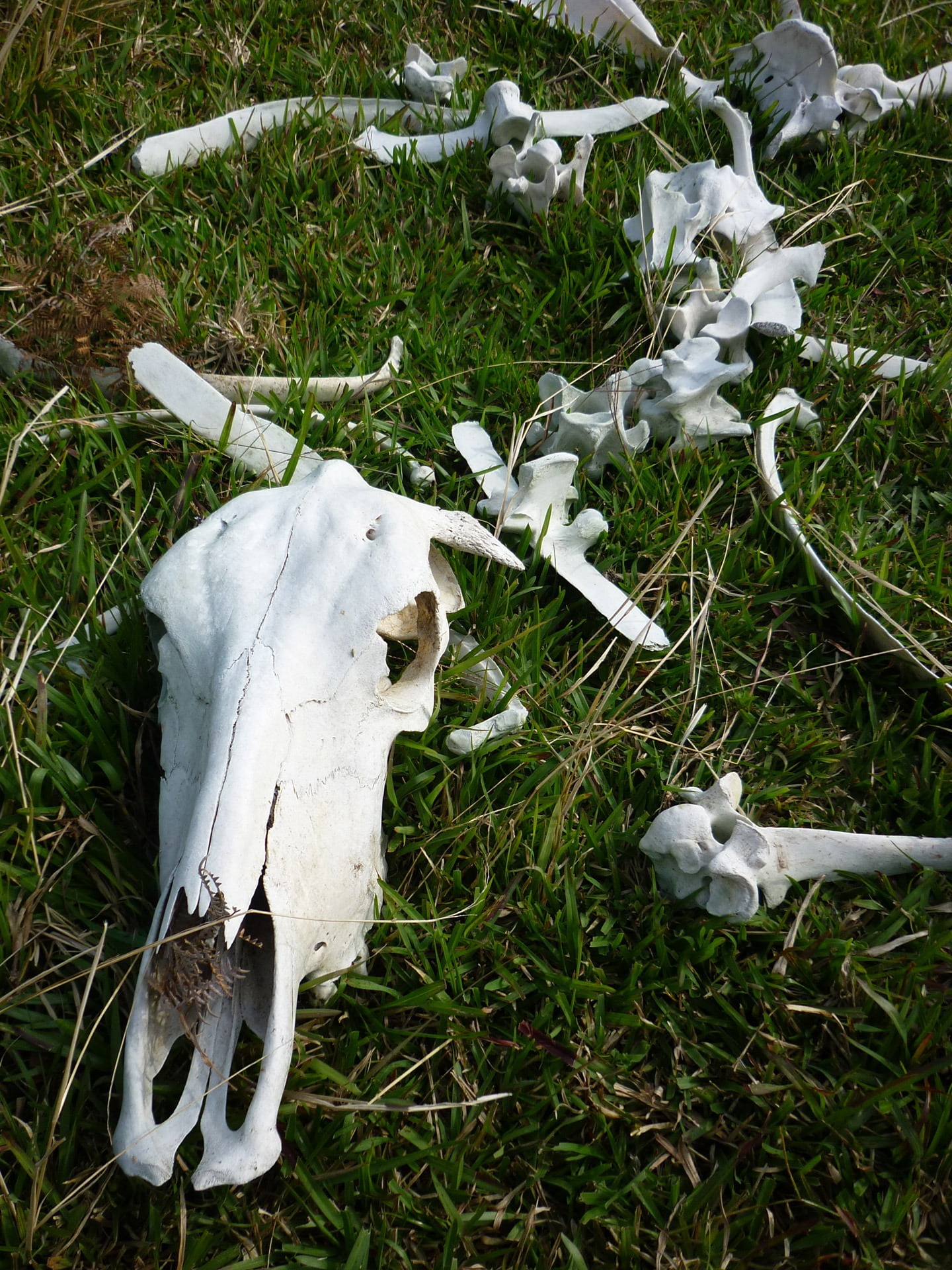 death, cow, animal bone, animal body part, land, domestic, western, domestic animals, cattle, animal, animal skull, bone, mammal, day, skull, plant, no people, Phone HD Wallpaper
