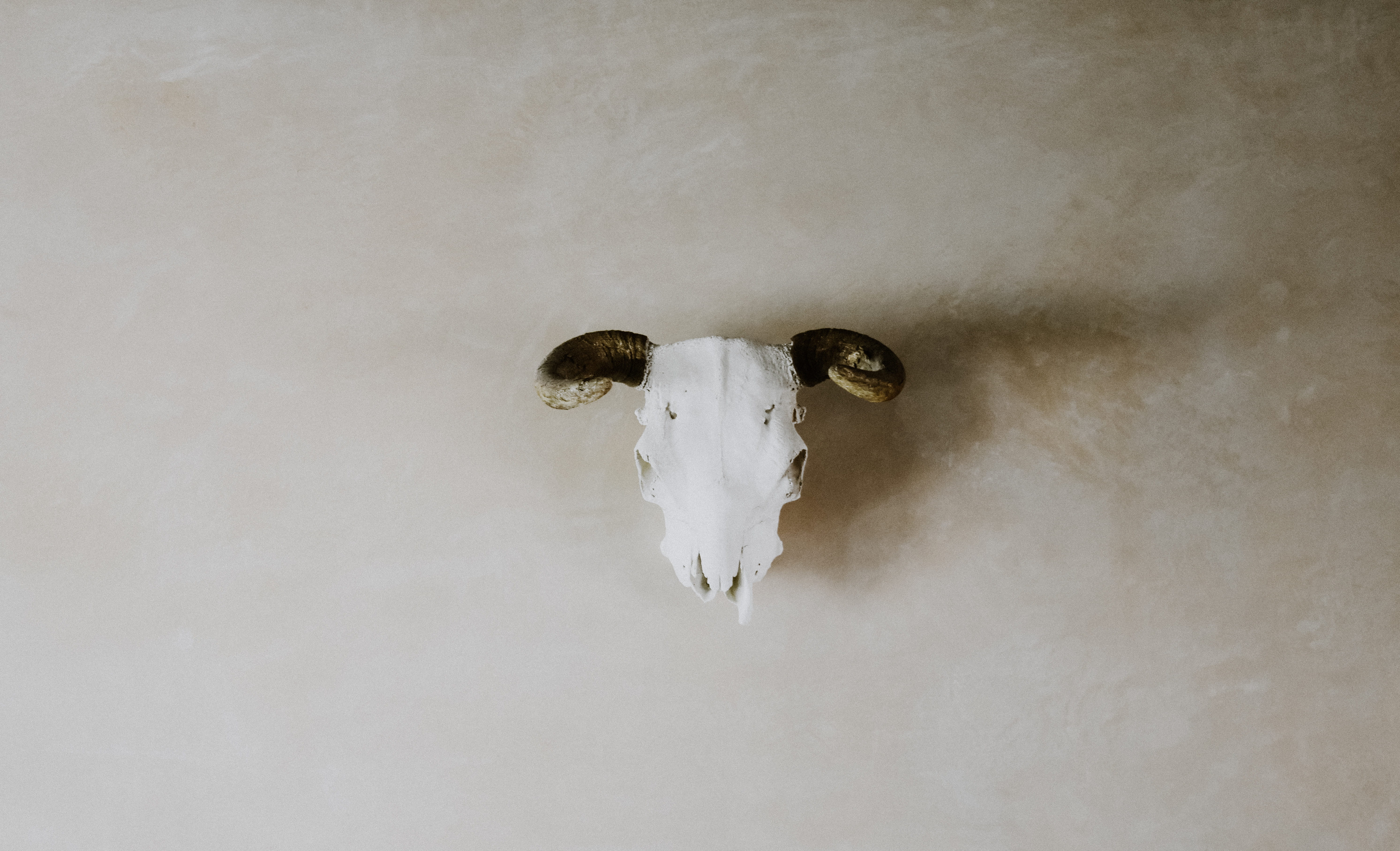 art, studio shot, animal, pottery, minimalism, crystal, interior decorating, 5K, horns, porcelain, animal body part, copy space, spooky, hanging, emotion, HD Wallpaper