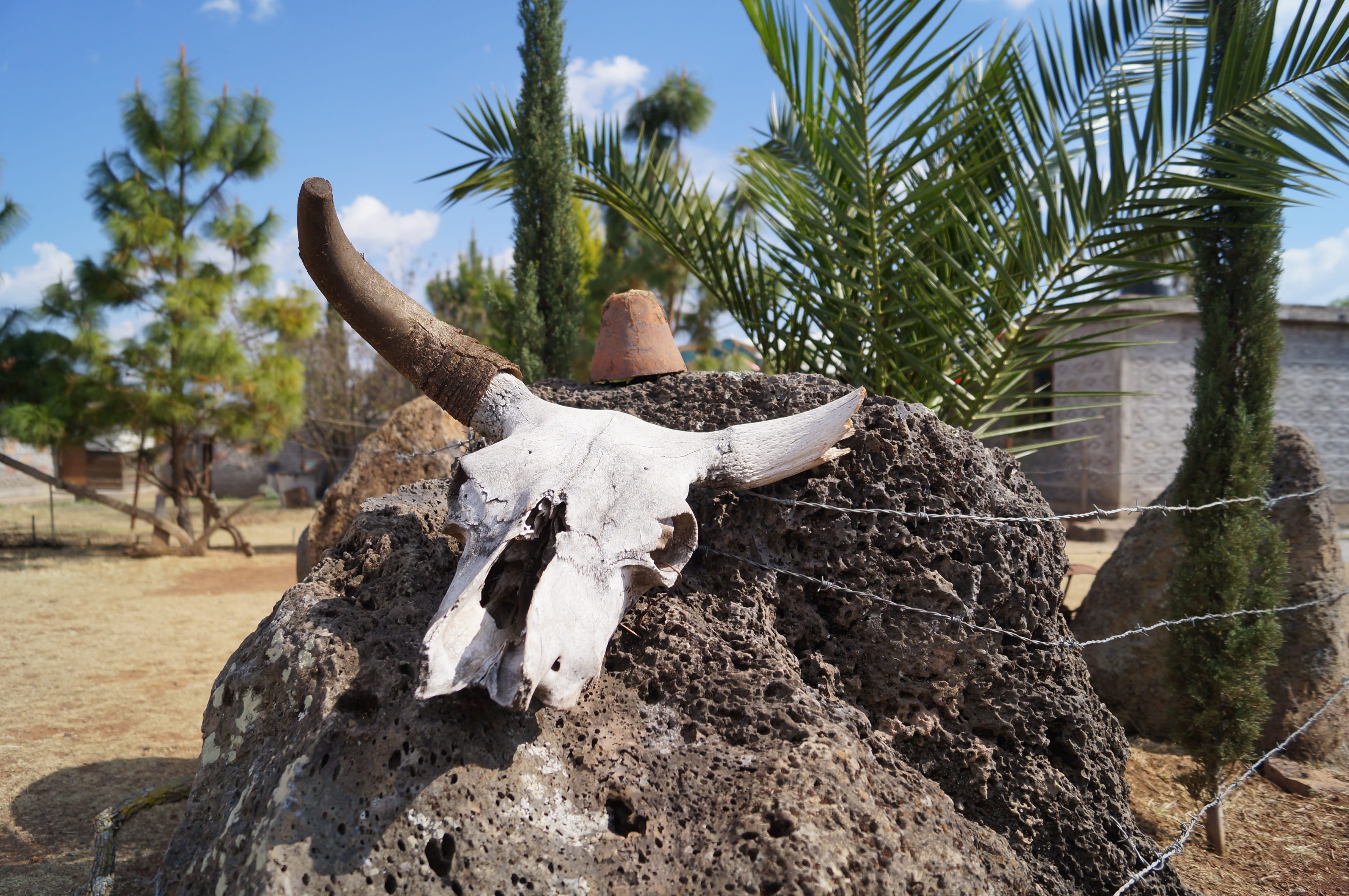 sky, tree, cow skull, day, skull, plant, sunlight, growth, land, animal, animal skull, animal bone, bone, drought, livestock, animal wildlife, nature, old west, HD Wallpaper