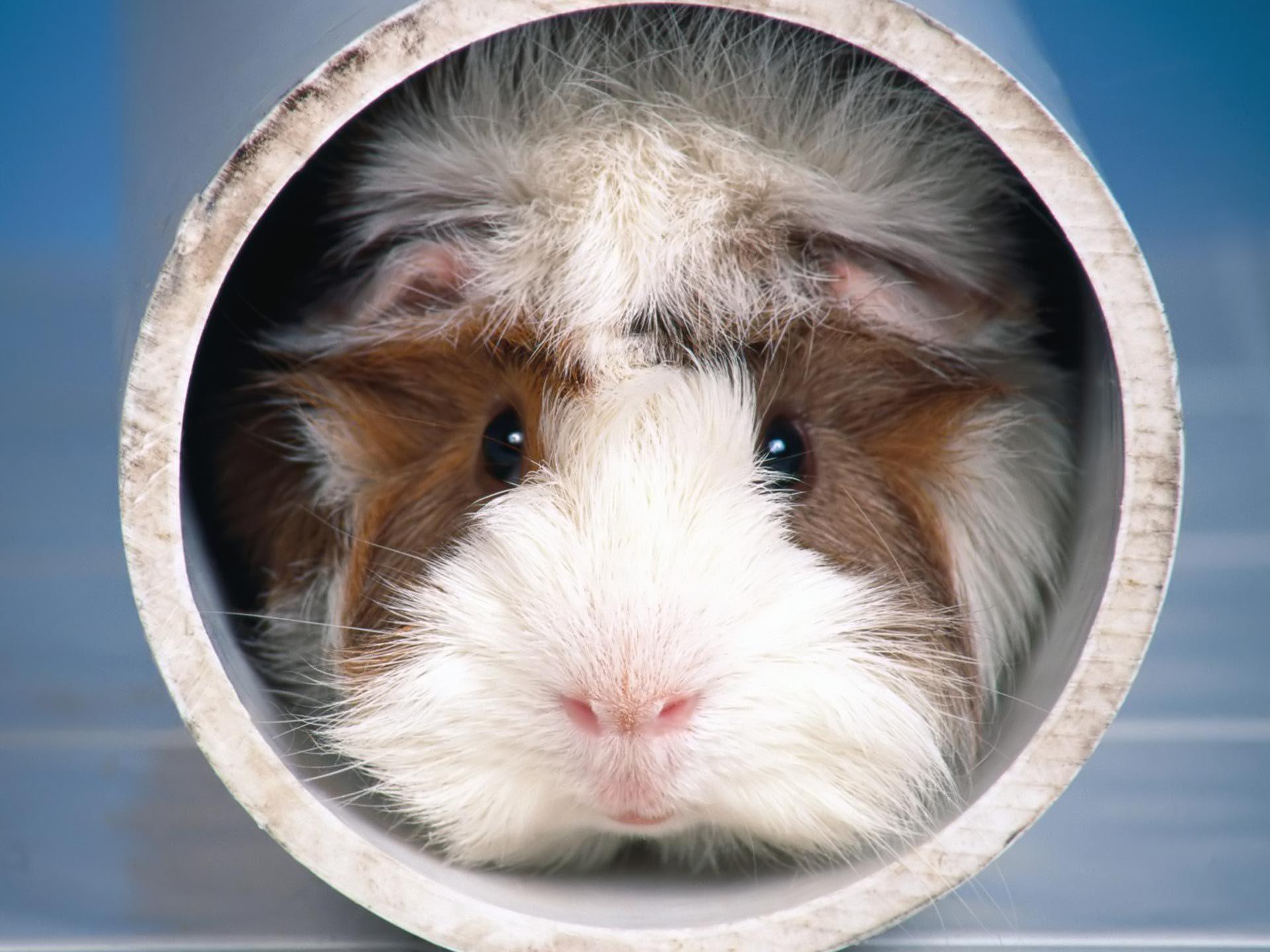 rodent, 1080P, animals, new, cute, animal, donna, cavy, friend, HD Wallpaper
