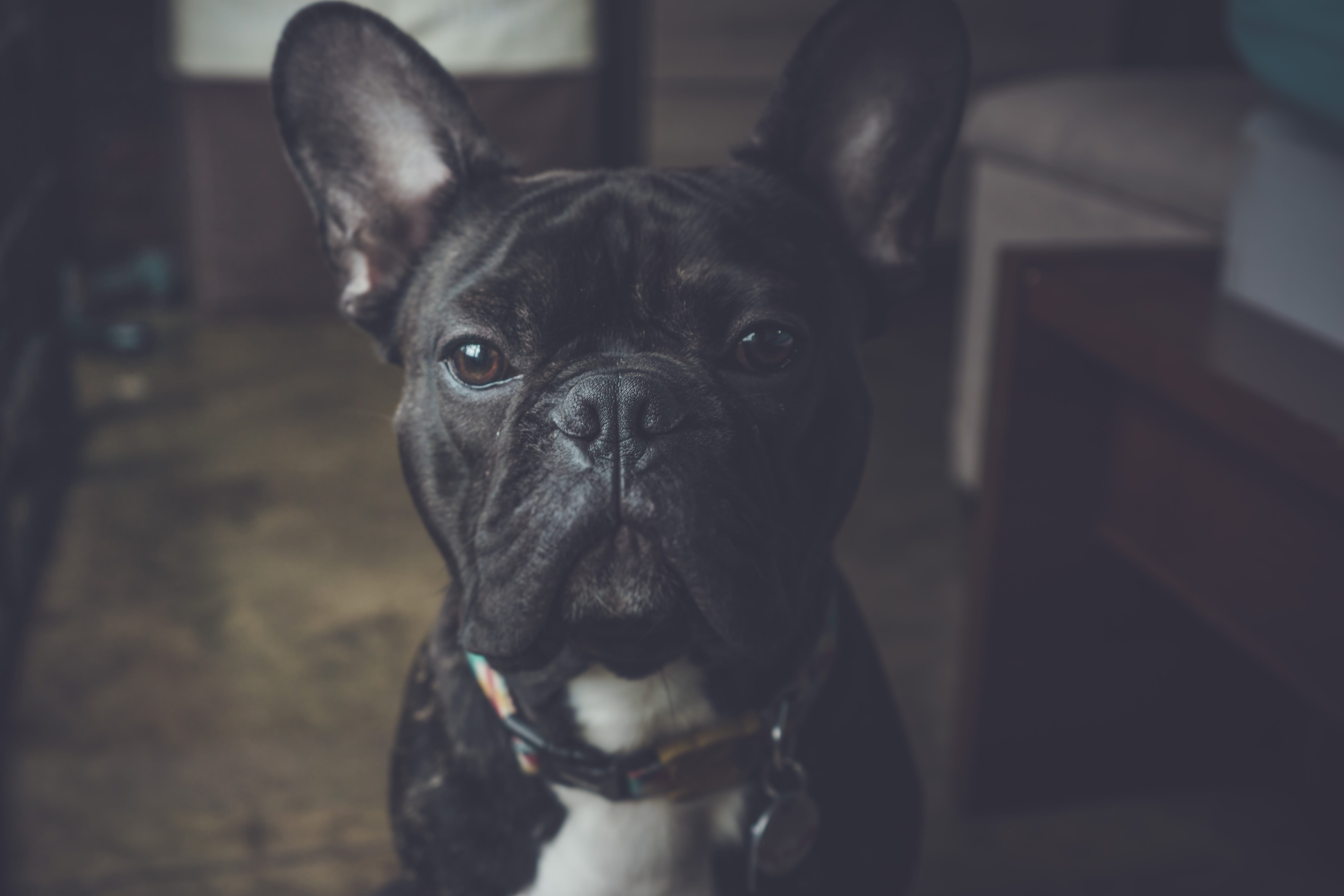 one animal, black color, pets, domestic animals, mammal, portrait, best friend, small, animal, close-up, focus on foreground, no people, collar, animal themes, HD Wallpaper