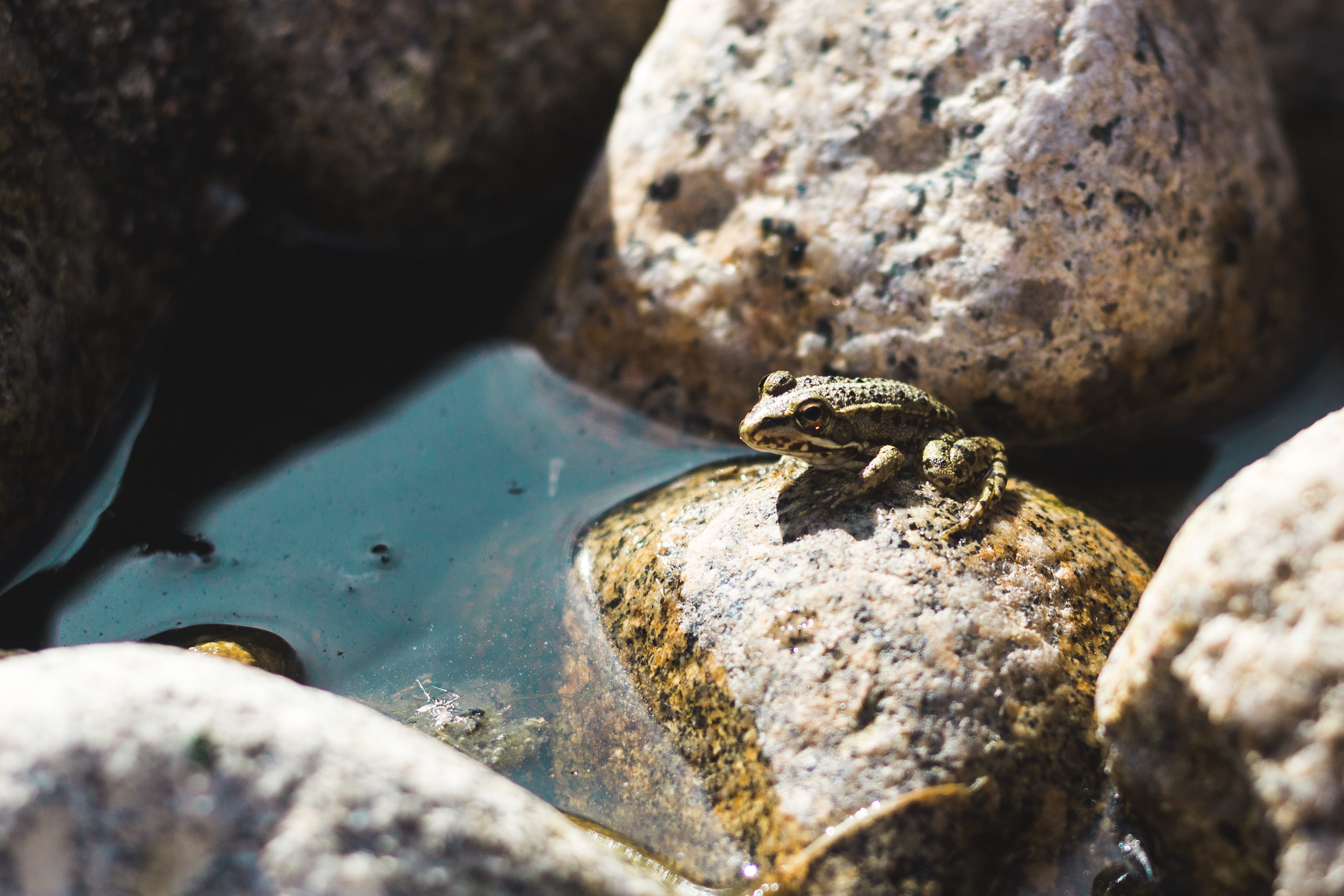 close-up, rock - object, outdoors, frog, reptile, friend, animals in the wild, solid, mirror, lizard, rock pool, animal wildlife, one animal, made, marine, HD Wallpaper