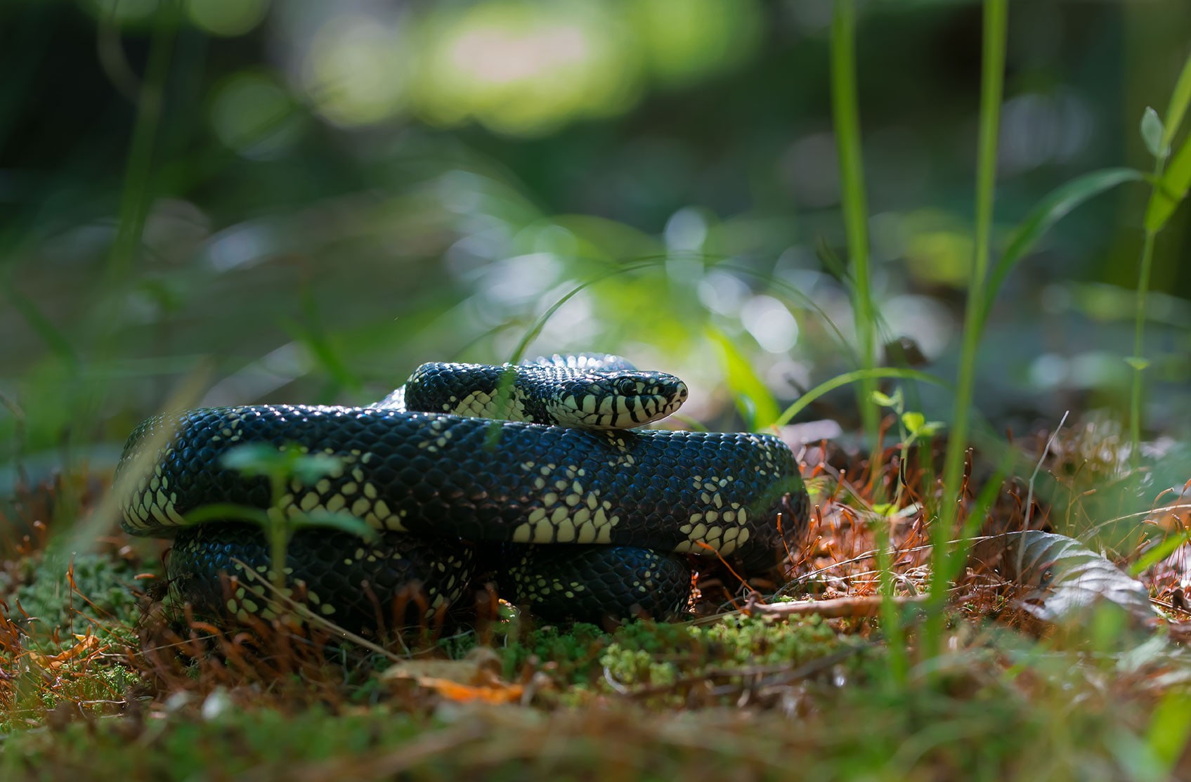 vertebrate, sign, plants, selective focus, animal, nature, animal themes, no people, outdoors, animal scale, reptile, 720P, poisonous, animal wildlife, HD Wallpaper