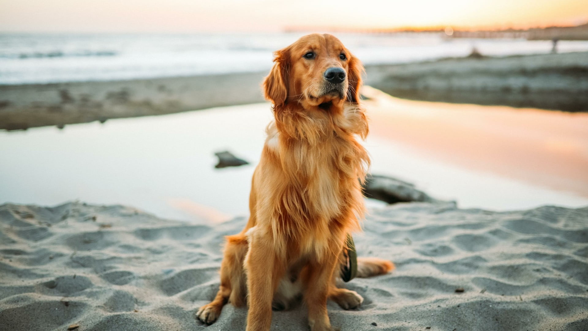 domestic, golden retriever, sand, dog breed, animal themes, looking, dog, land, animal, domestic animals, nature, one animal, beach, no people, sea, 1080P, HD Wallpaper