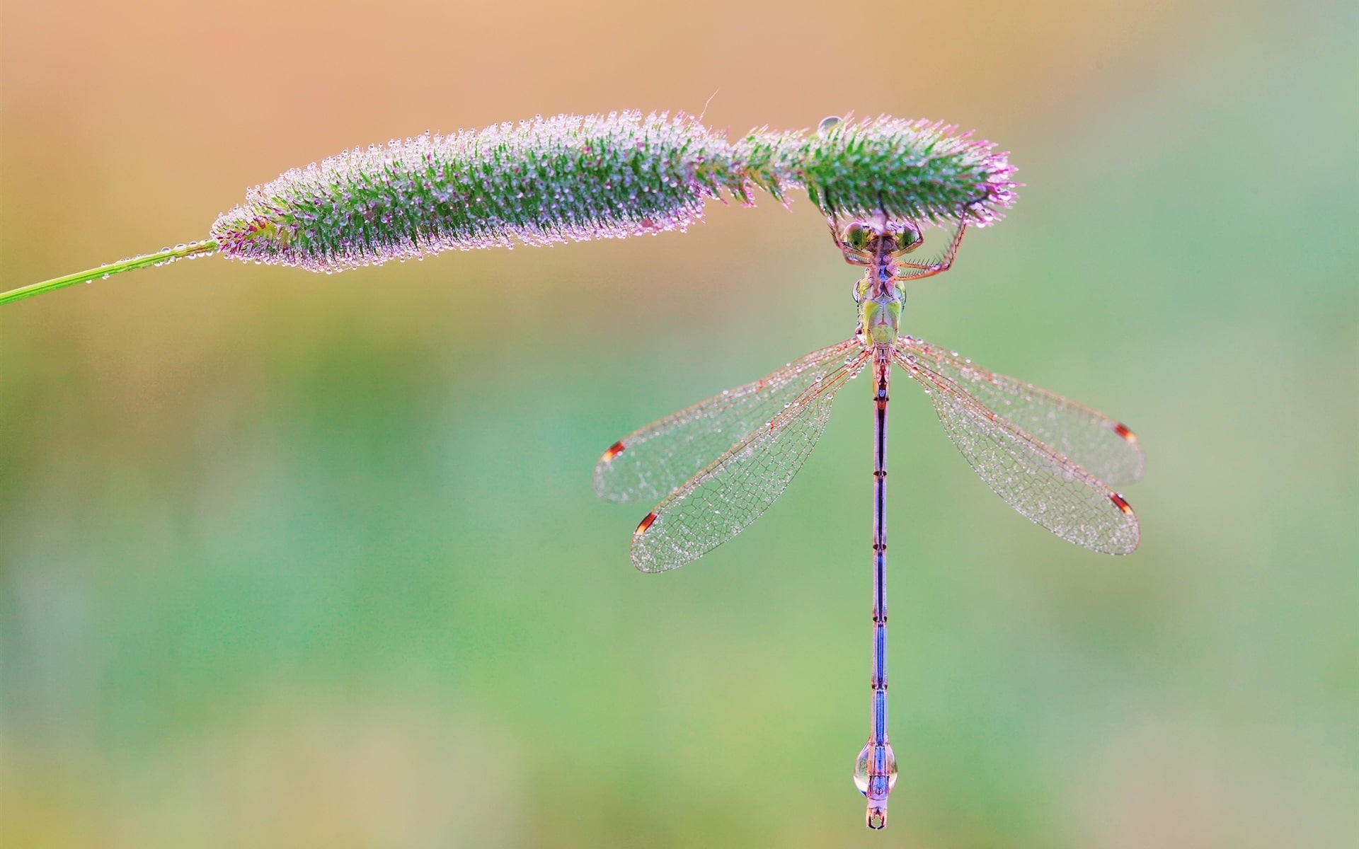Dew, Drops, Insect, Grass, Morning, 1080P, Dragonfly, HD Wallpaper