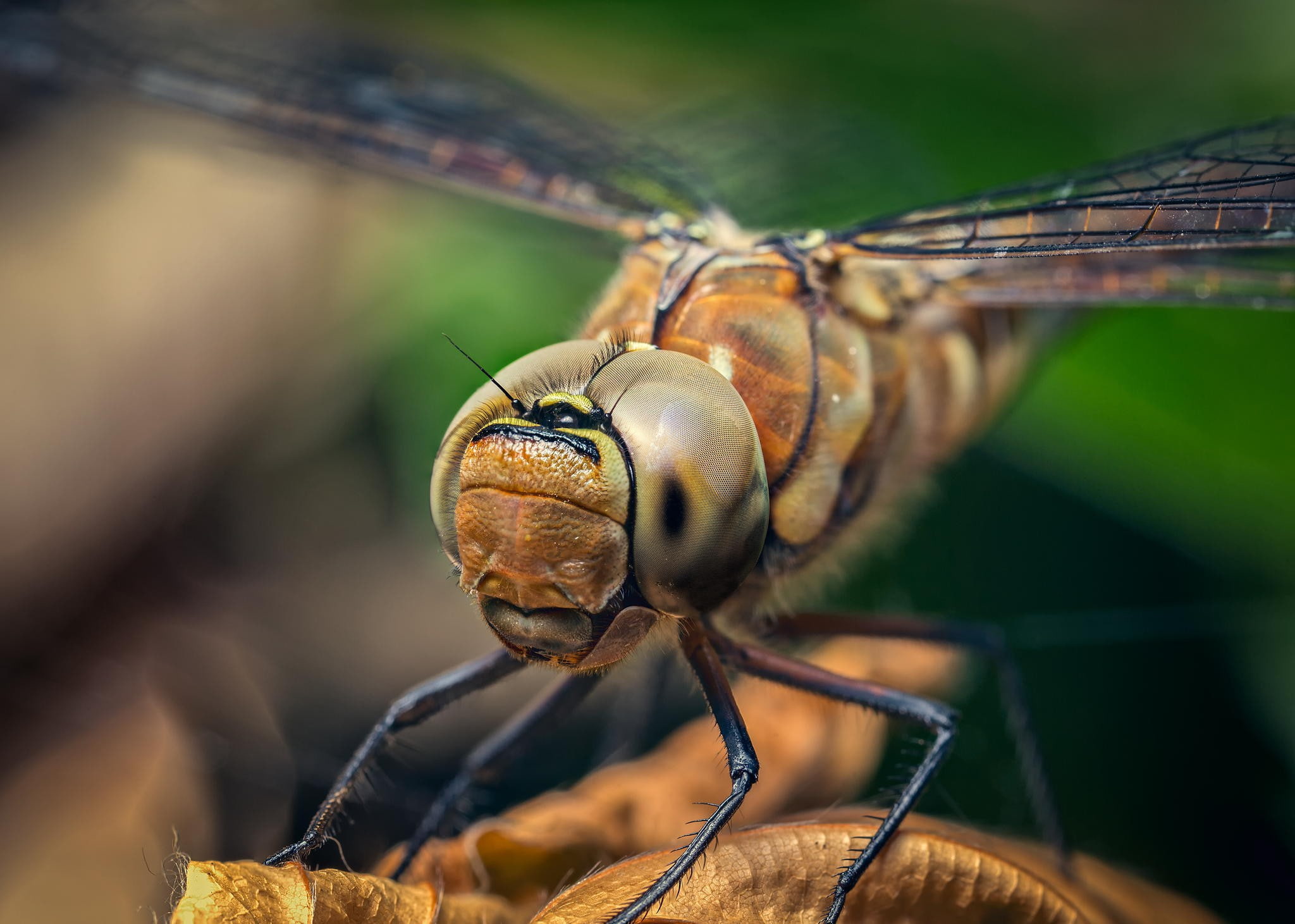 dragonfly, insect, head, paw, wings, 1080P, eyes, HD Wallpaper