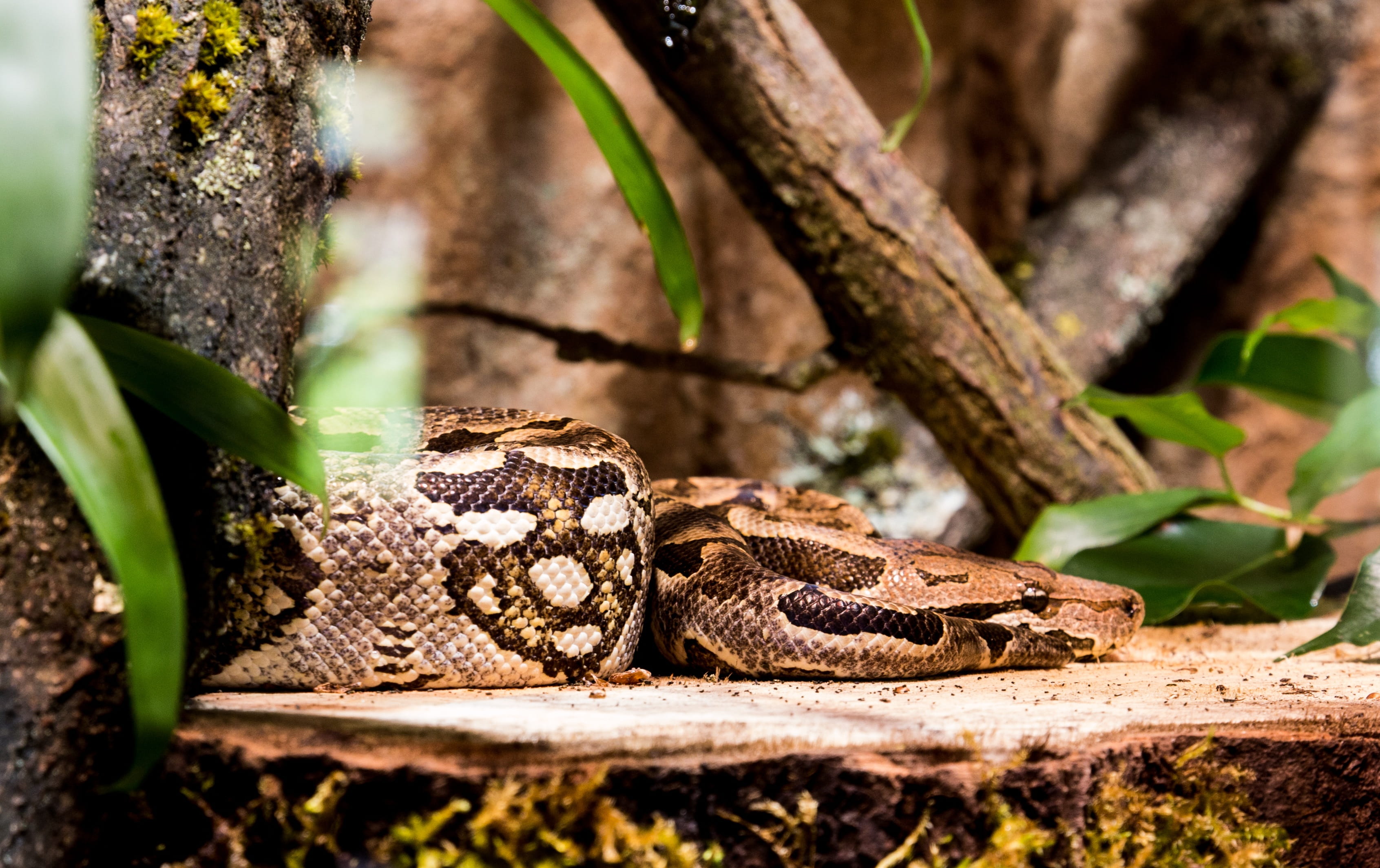 poisonous, jungle, animal head, plant, outdoors, animal themes, vertebrate, animals in the wild, Boa, trunk, animal scale, Snake, animal body part, day, HD Wallpaper