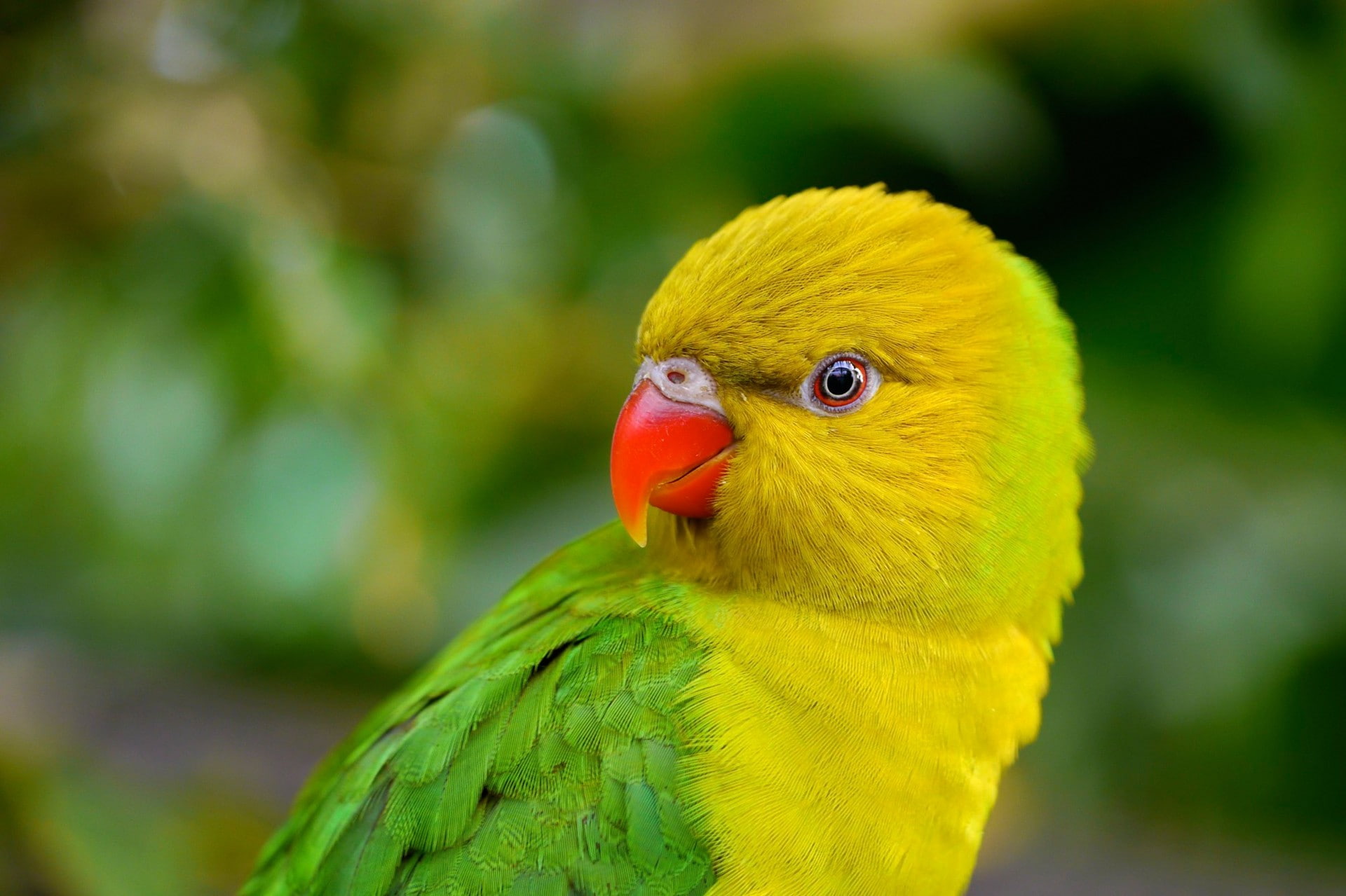 green color, animal head, macaw, outdoors, birds, 1080P, parrot, multi colored, lorikeet, animal, nature, vertebrate, no people, animal eye, close-up, HD Wallpaper
