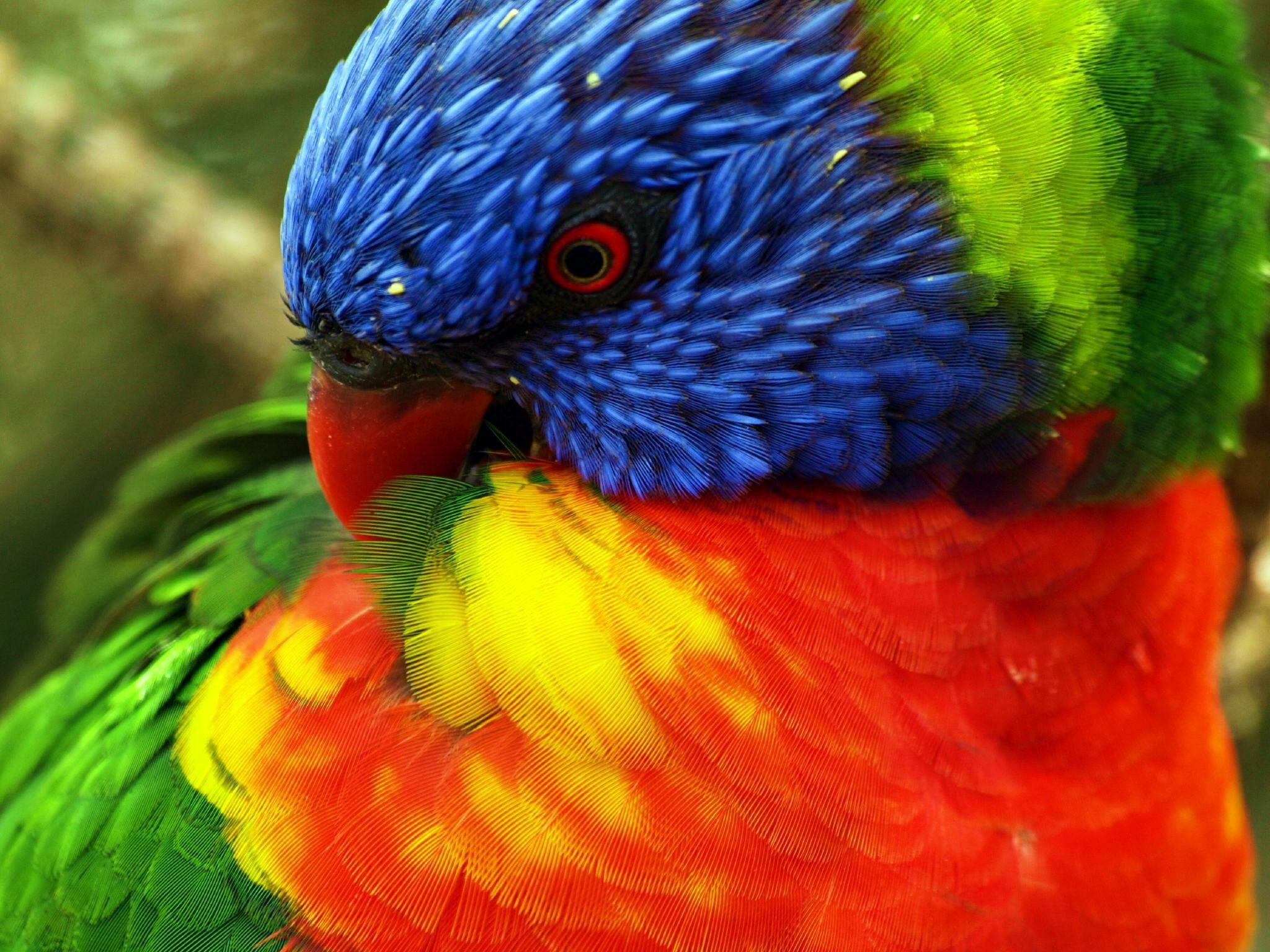 nature, 1080P, birds, animals, lorikeet, parrot, HD Wallpaper