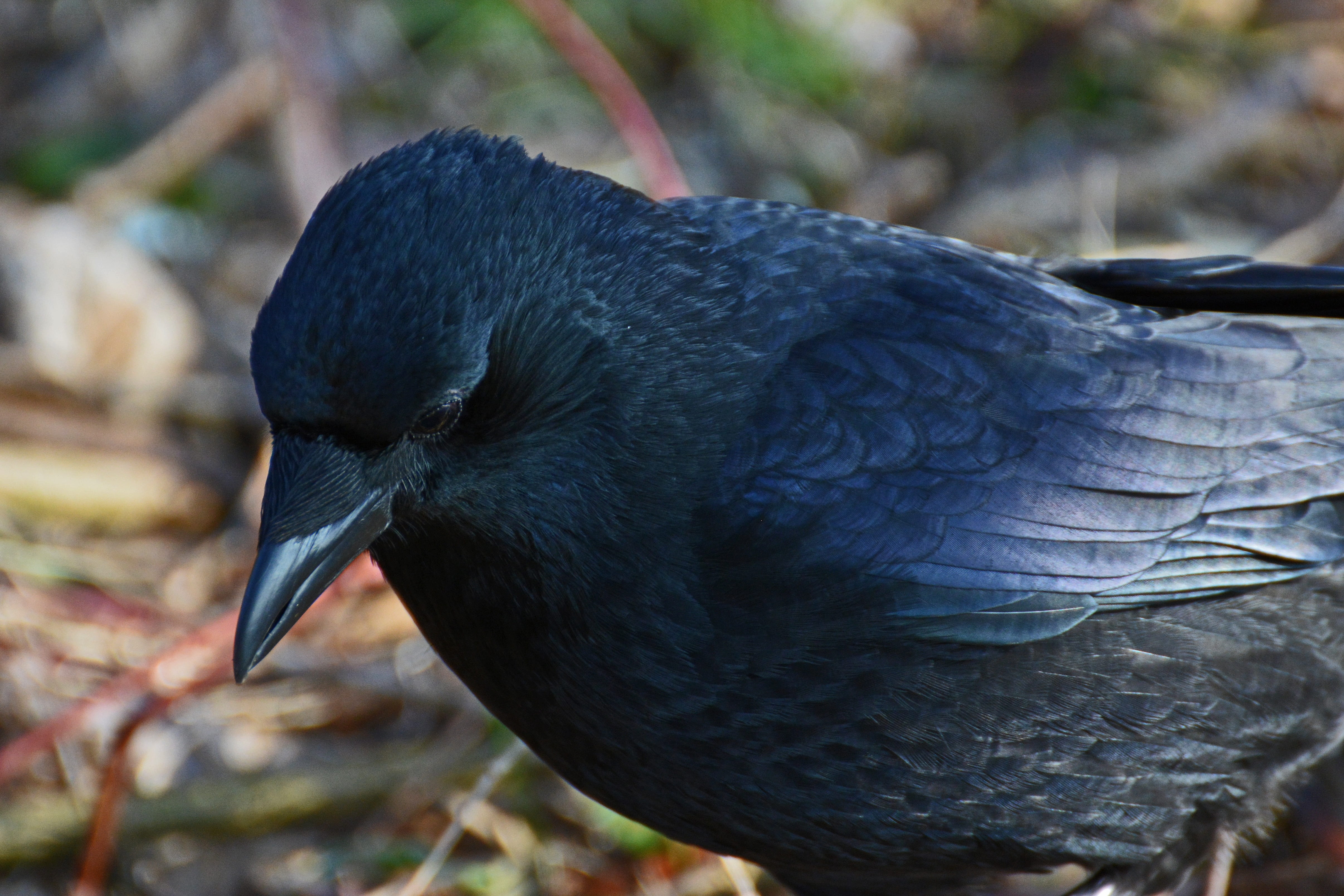 outdoors, close, songbird, feather, no people, day, black bird, bird, nature, raven - bird, animal wildlife, animal, corvus corax, bill, 4K, profile view, HD Wallpaper