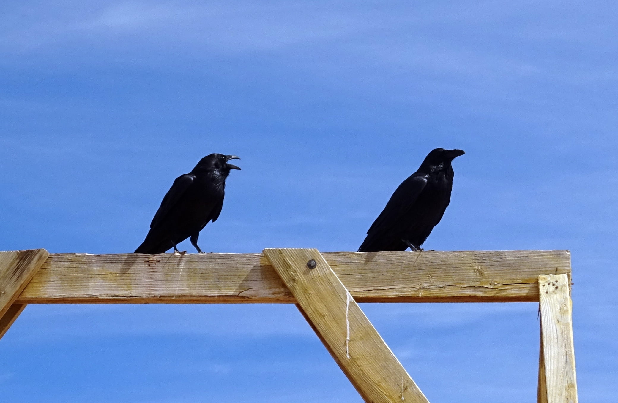 vertebrate, one animal, raven - bird, sky, birdwatching, wildlife, nature, large, usa, birding, black color, black, outdoors, america, low angle view, no people, HD Wallpaper