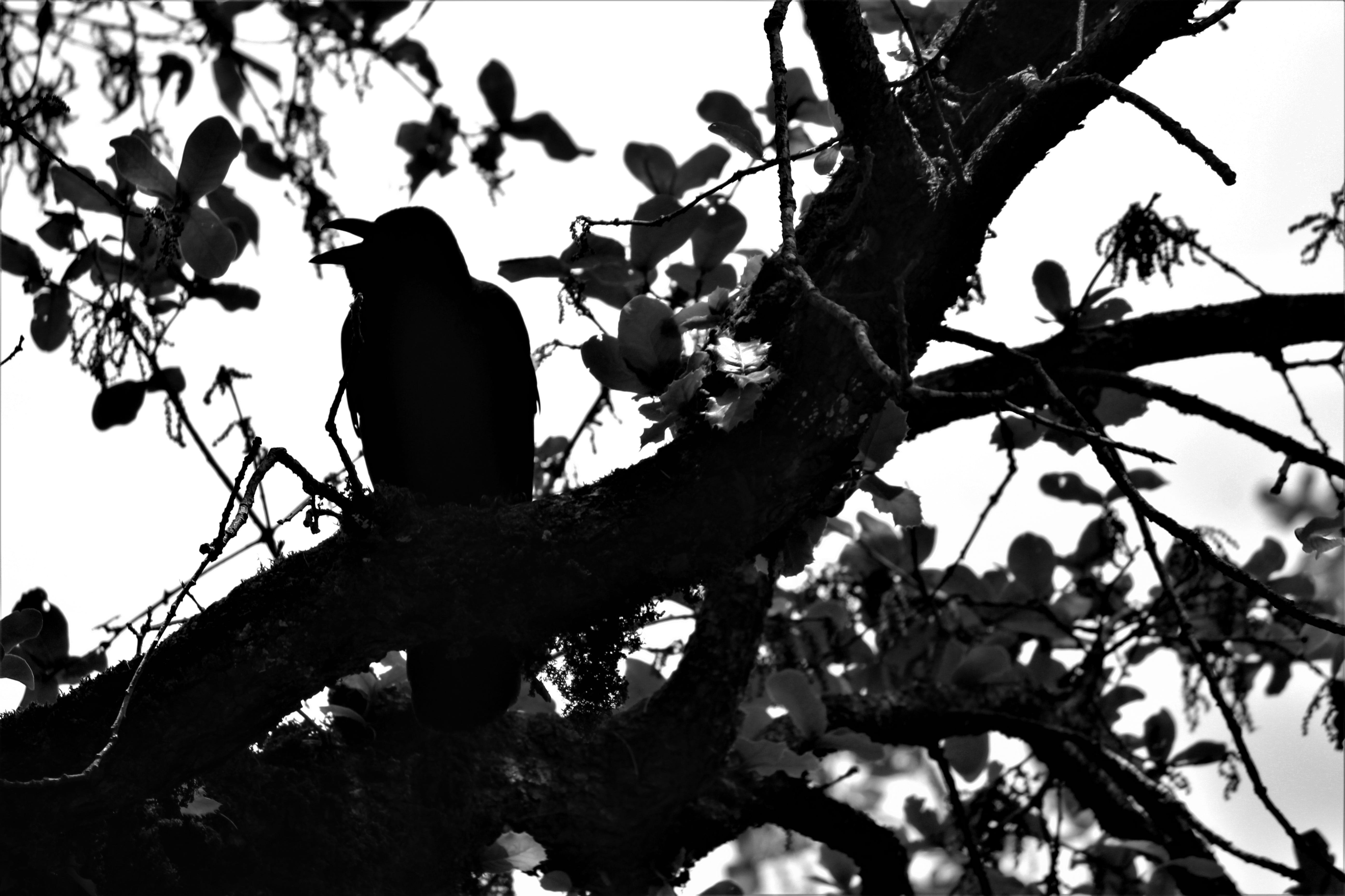 head, bird, leaf, silhouette, sky, horror, plant, white, low angle view, wild, wing, branch, perching, fear, sitting, beak, corvus corax, scary, raven, HD Wallpaper