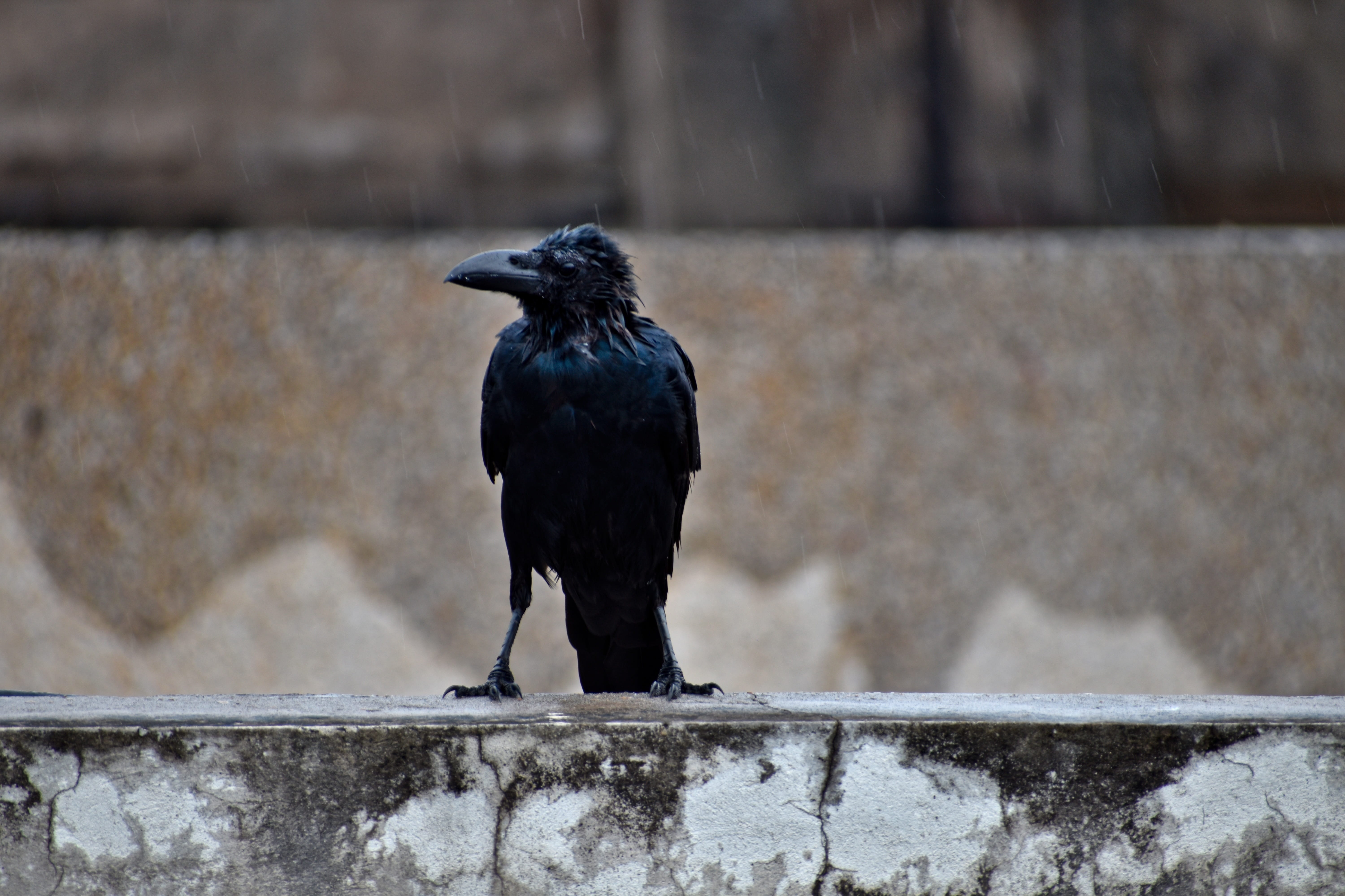 railing, raven - bird, architecture, animals in the wild, full length, focus on foreground, crow, animal wildlife, perching, drenched, 5K, beak, vertebrate, HD Wallpaper