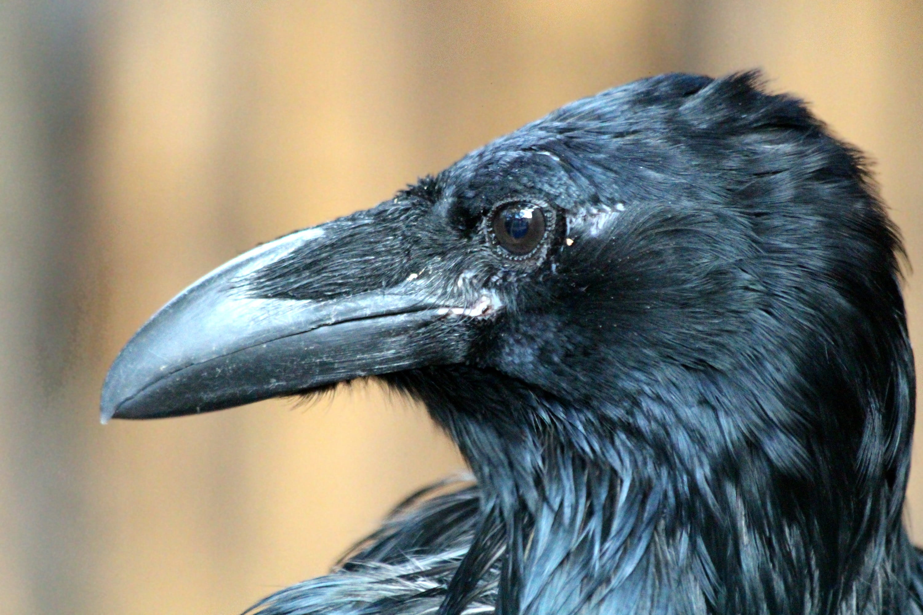 2K, looking away, focus on foreground, bird, feathered race, young, animal head, animal, living nature, raven, black color, macro, vertebrate, animal themes, HD Wallpaper