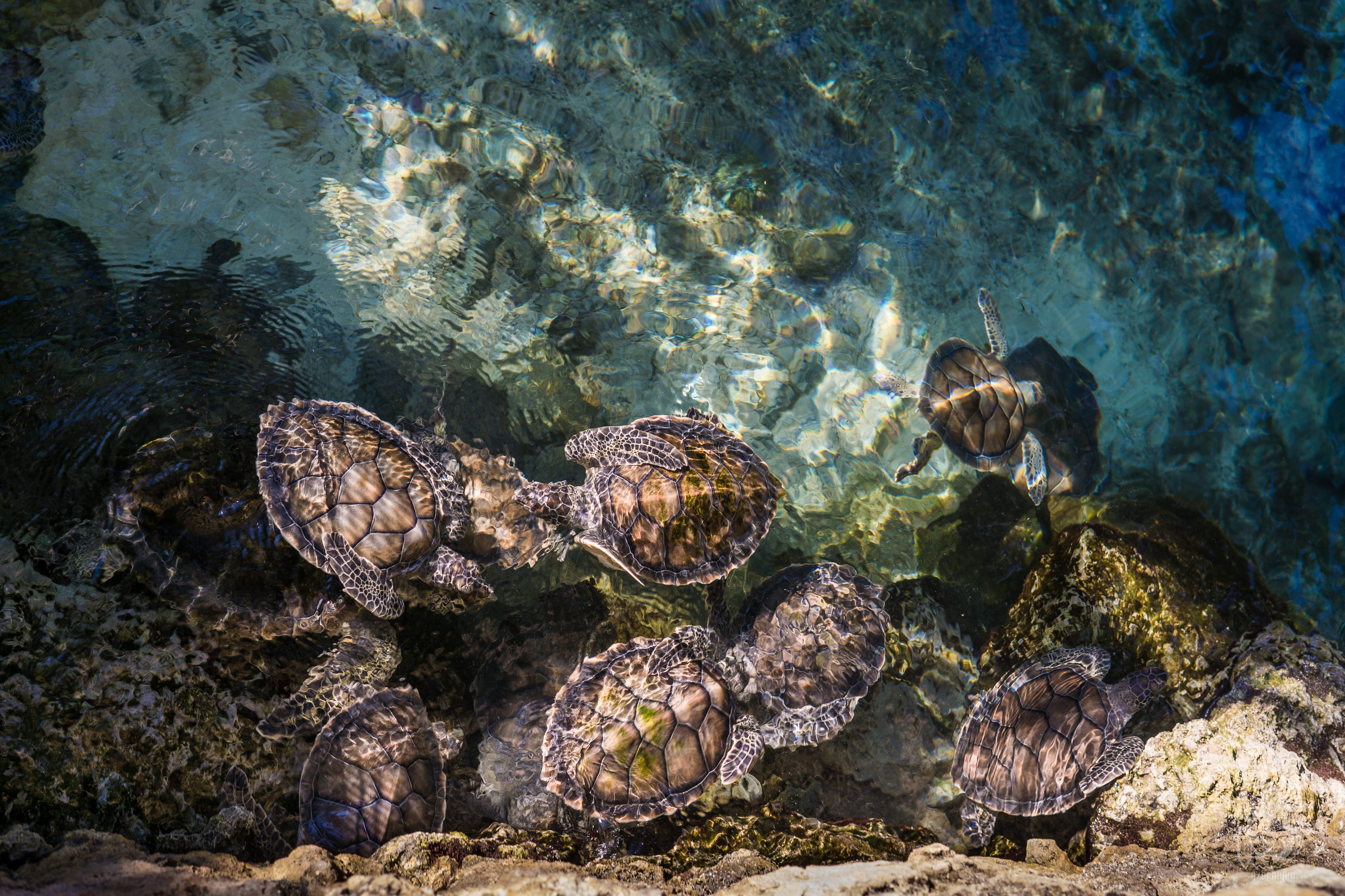 group of animals, reef, coral, fish, quintanaroo, group, wildlife, turtle, reptile, animal wildlife, xcaret, outdoors, animal, tortoise shell, turtles, HD Wallpaper