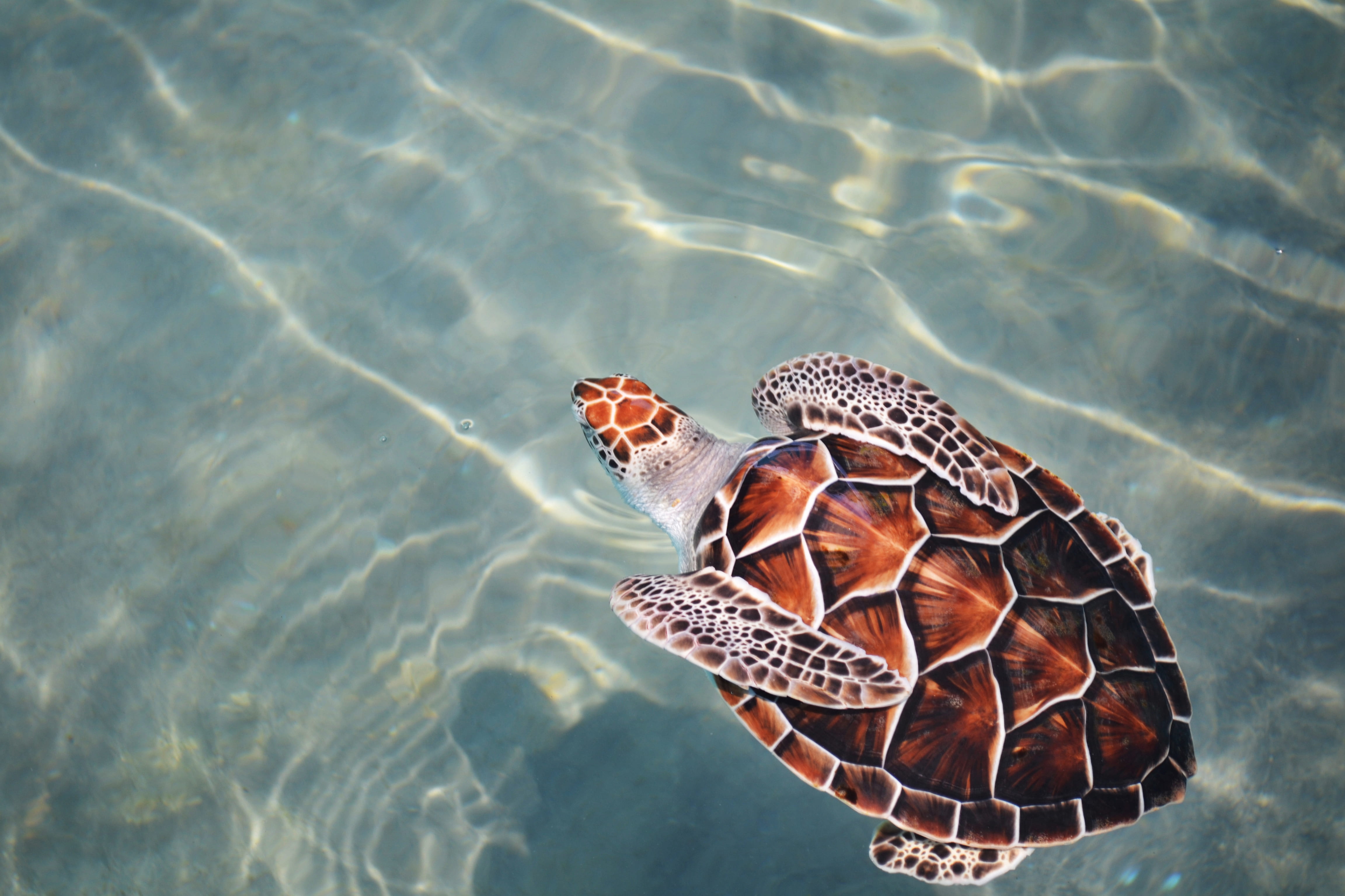 ocean, loggerhead, animal, 4K, one animal, marine, shell, day, turtle, animals in the wild, high angle view, animal wildlife, body, no people, brown, animal themes, HD Wallpaper