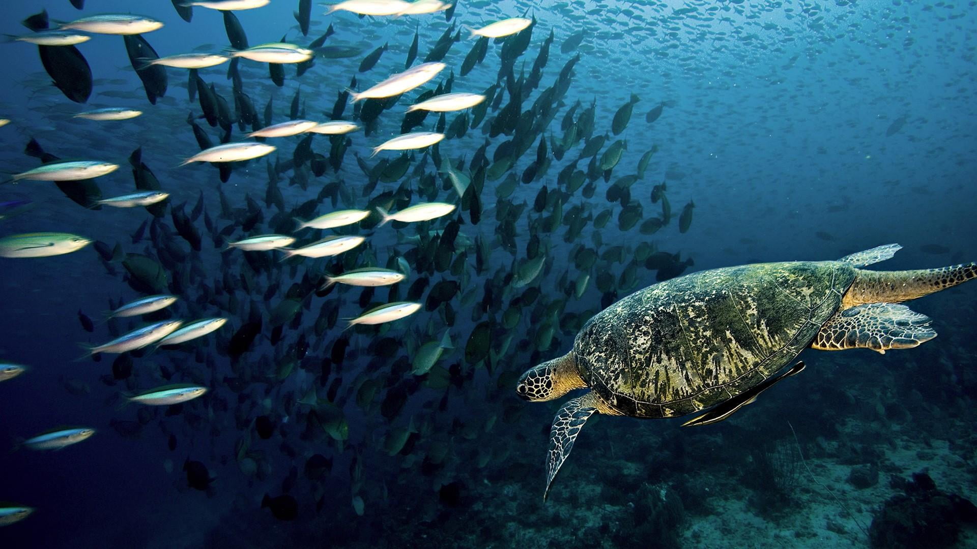 underwater, animal, marine biology, sea turtle, no people, ocean, fishes, nature, vertebrate, underwater photography, group of animals, photography, swimming, HD Wallpaper