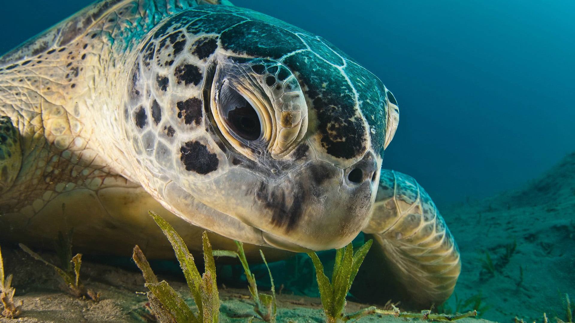 no people, one animal, sea turtle, turtle, animal wildlife, close-up, nature, marine, vertebrate, loggerhead, reptile, underwater, animal head, sea, water, HD Wallpaper