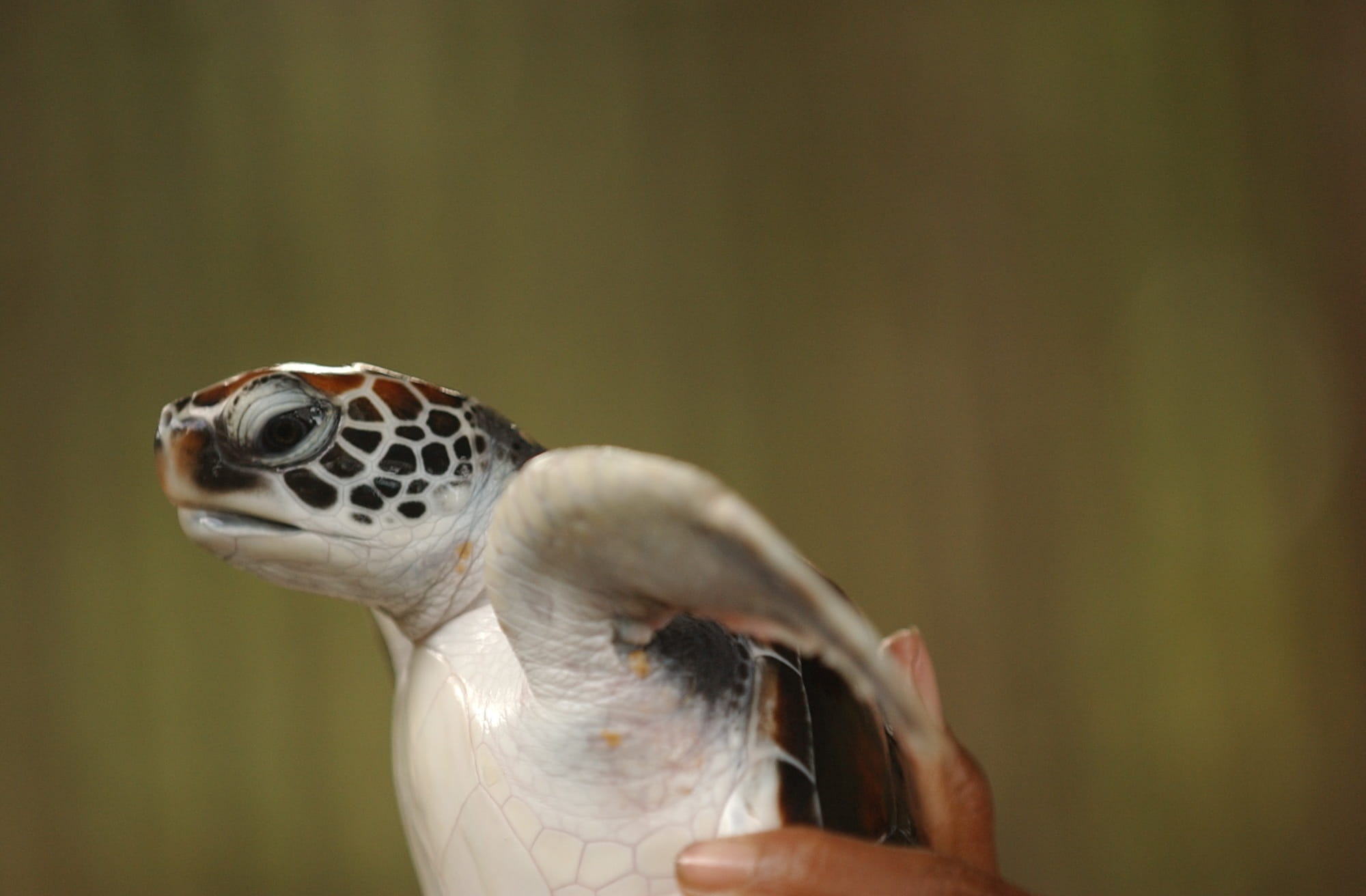 baby, release, 1080P, finger, animal, young, people, birthday, black, tortoise shell, focus on foreground, beach, start, tropical climate, new, perseverance, HD Wallpaper