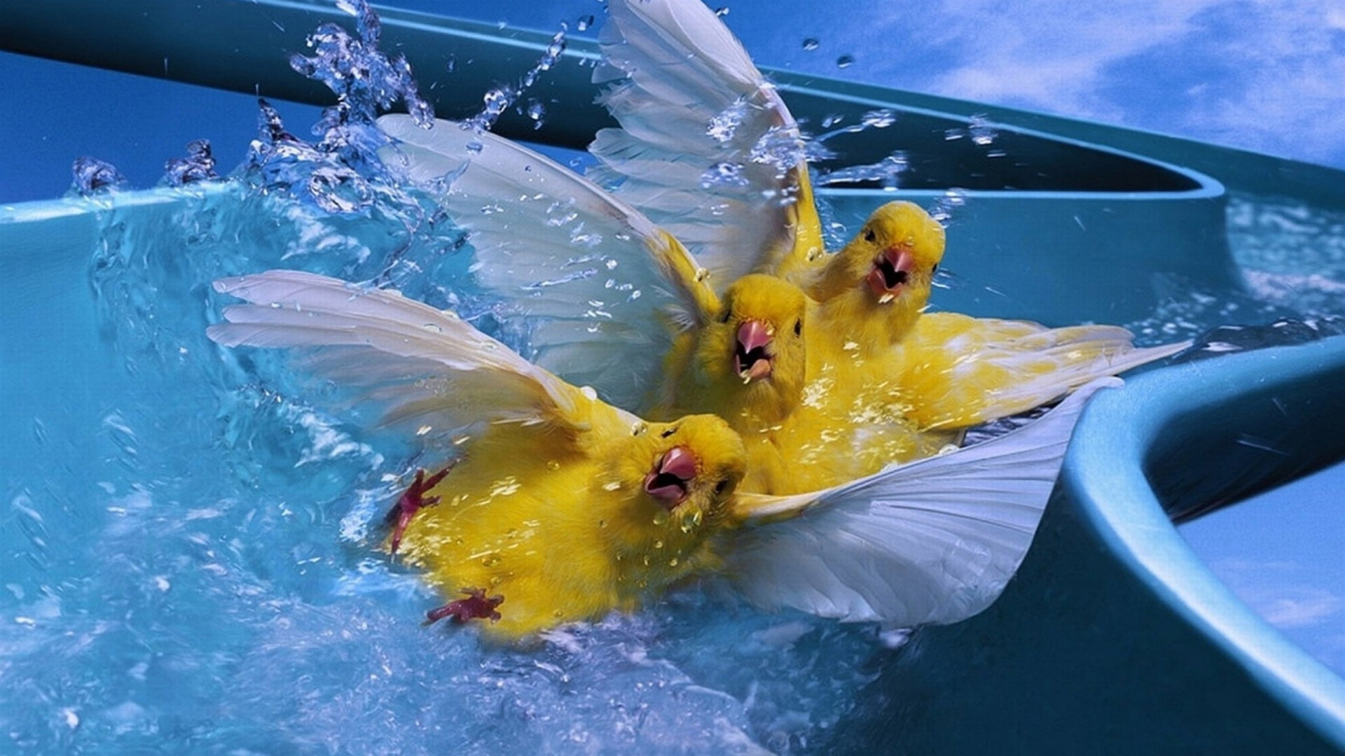 aquarium, one animal, transportation, inflatable, light, blue, splashing, motion, fish, yellow, outdoors, animal wildlife, day, water, sea, no people, marine, HD Wallpaper