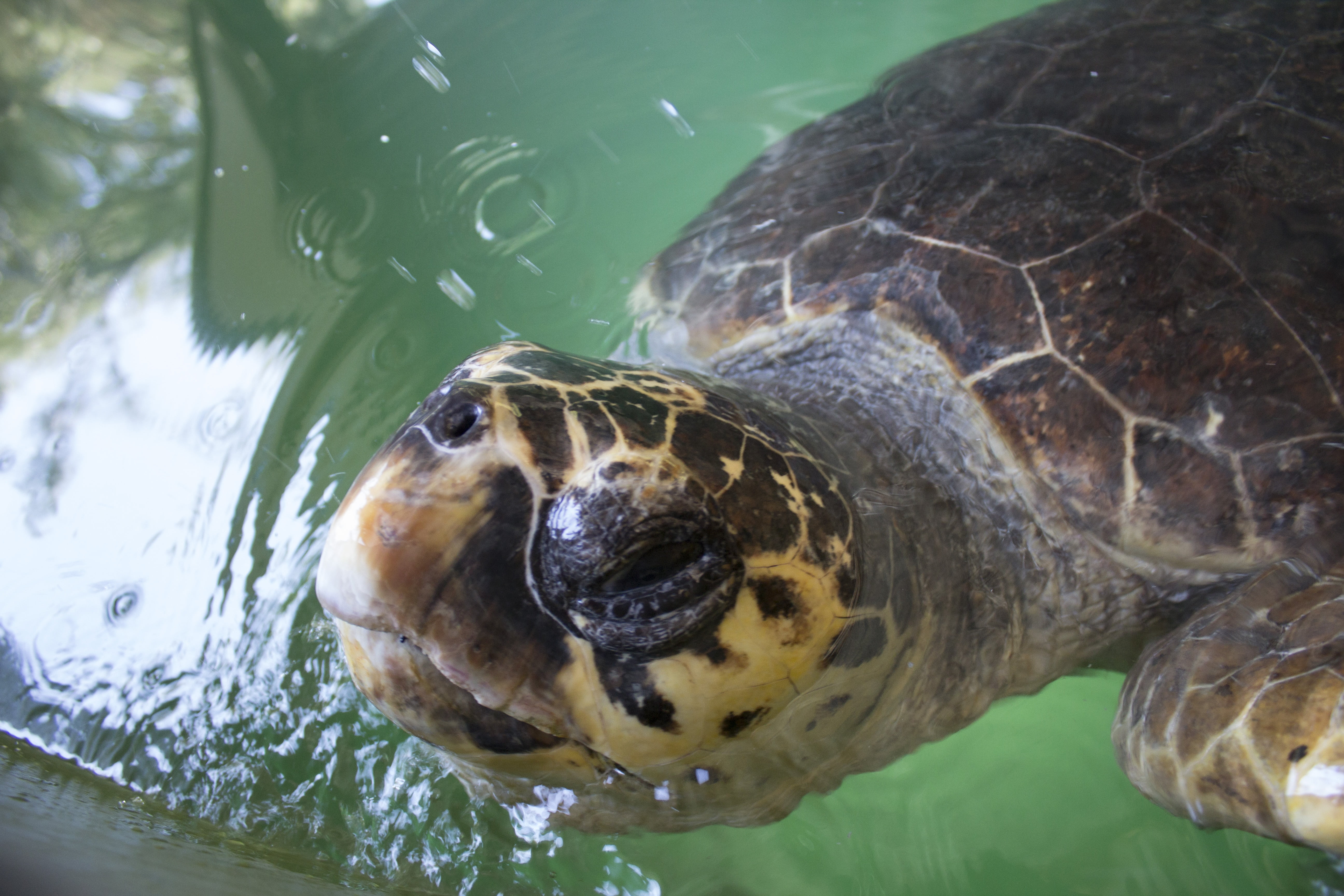 5K, water, sea turtle, tortoise, animal head, sea, shell, wildlife, animals in the wild, animal themes, one animal, turkey, no people, caretta, vertebrate, HD Wallpaper
