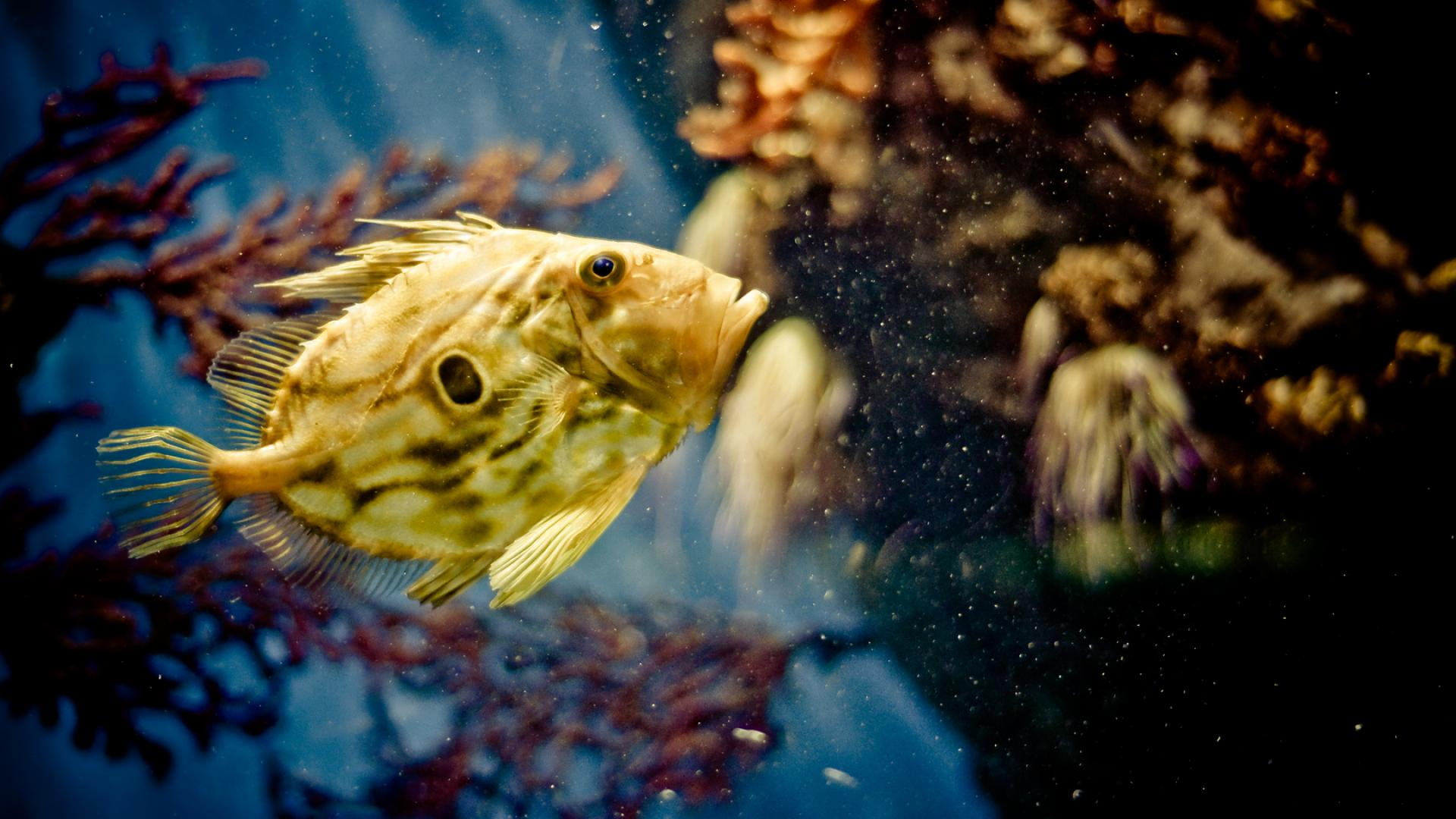 water, no people, glass - material, one animal, animals in captivity, marine, puffer, 1080P, fish, swimming, animal, vertebrate, undersea, young, plectognath, HD Wallpaper