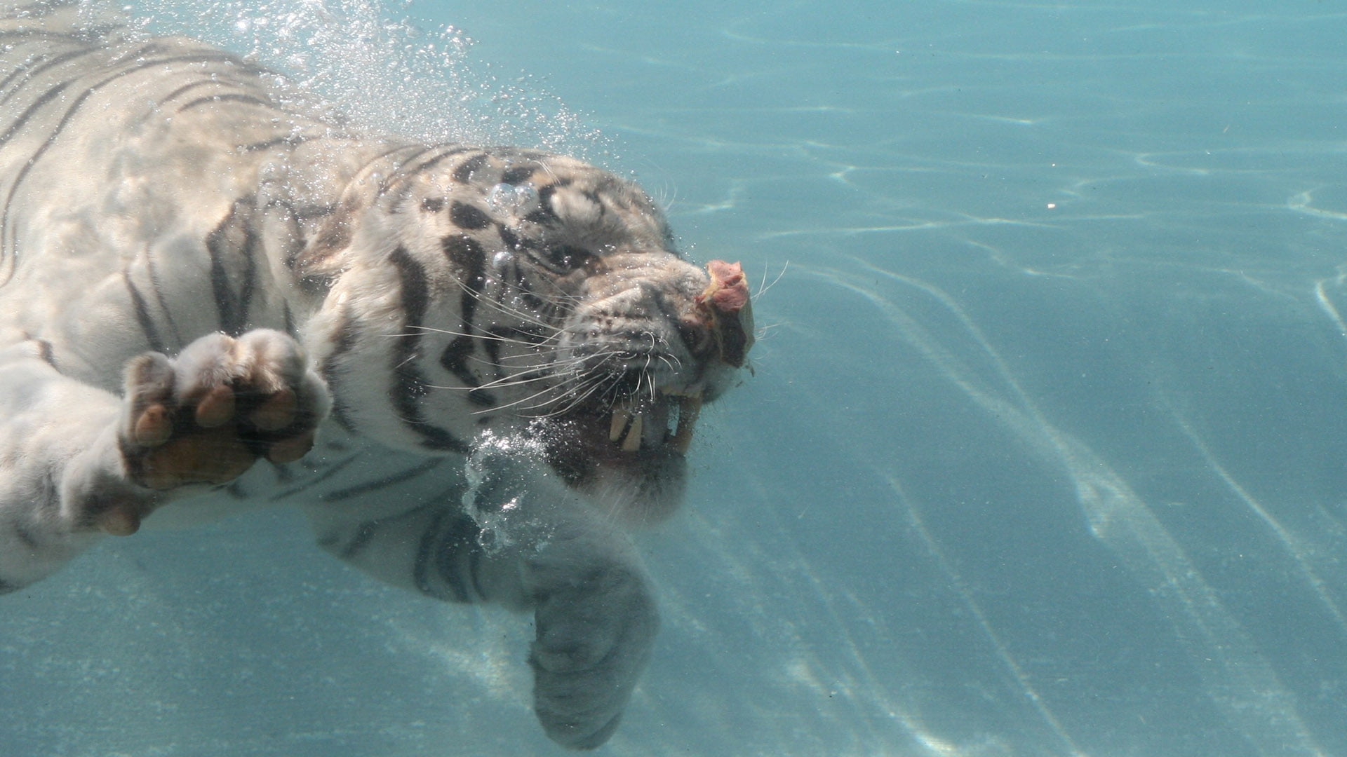 carnivore, one animal, pool, day, mammal, 1080P, animal wildlife, swimming, aquatic mammal, animal themes, marine, summer, no people, cute, animal head, HD Wallpaper