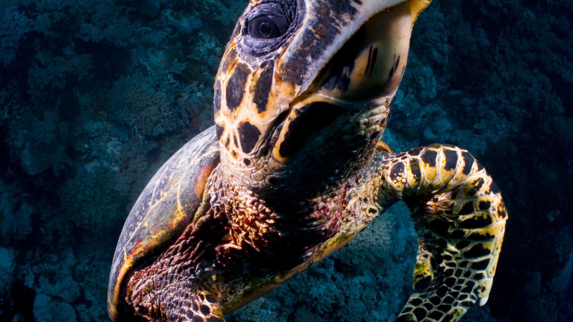 animal head, tortoise, 1080P, turtle, close up, no people, undersea, water, animals in the wild, nature, animal themes, reptile, sea turtle, animal mouth, HD Wallpaper